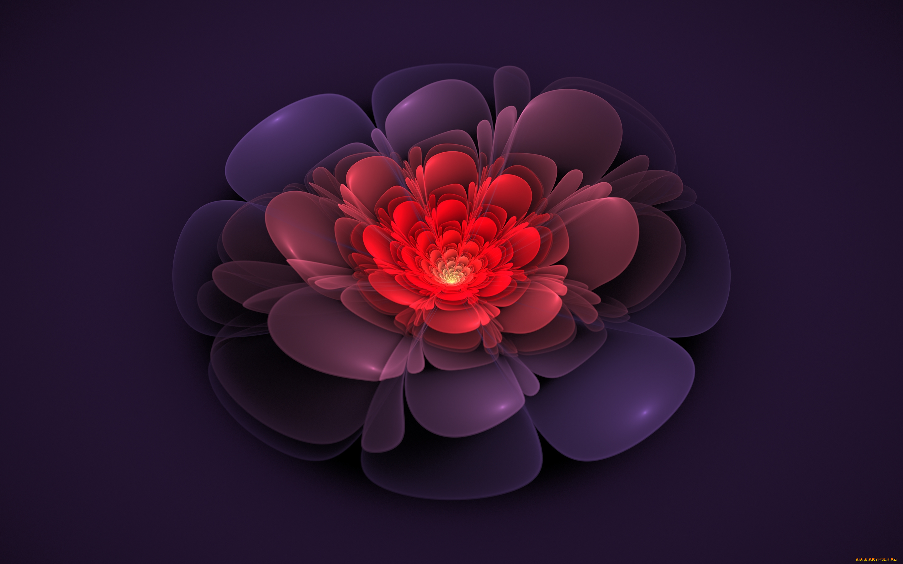 3д, графика, flowers, цветы, лепестки