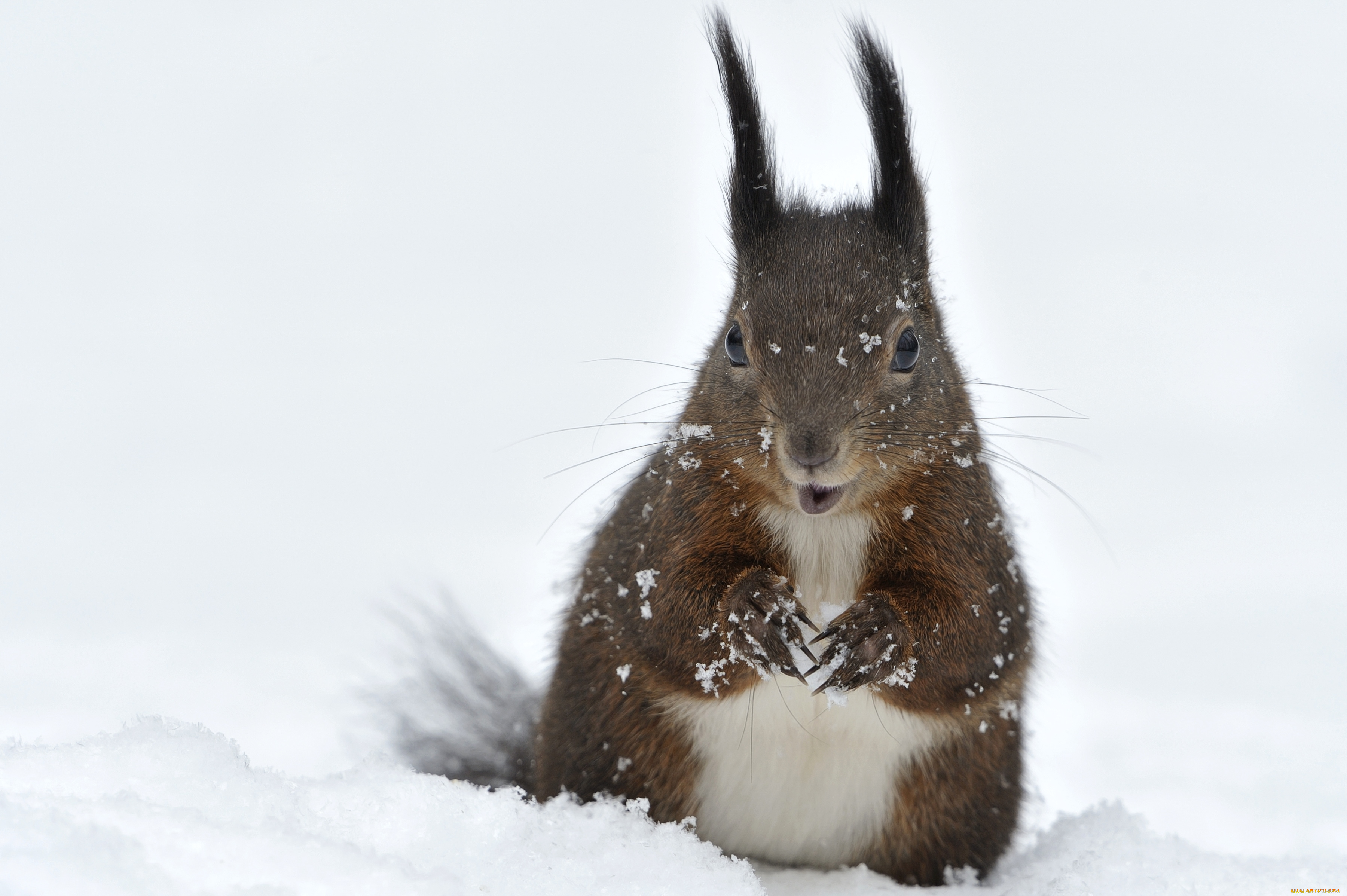 животные, белки, снег, кисточки