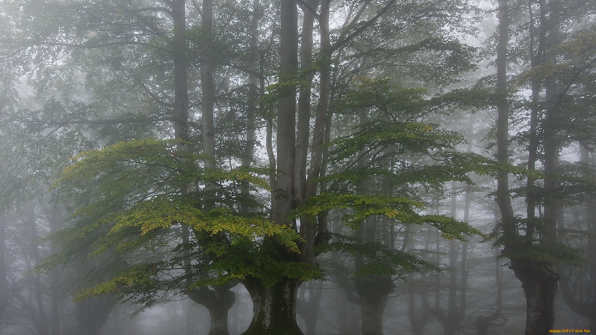 природа, лес, туман, деревья