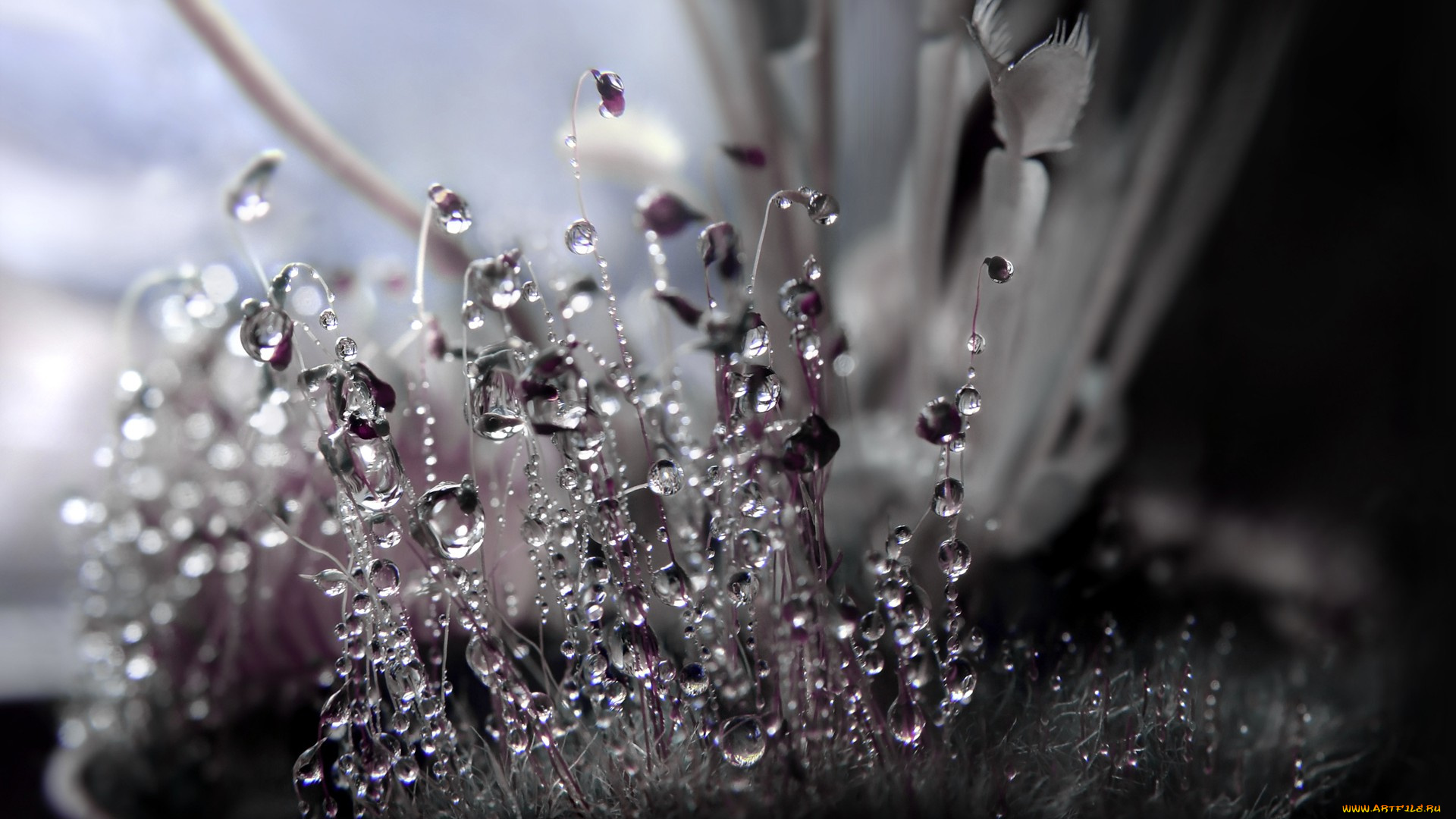 природа, макро, роса, капли, перья, лепестки, тычинки, цветок