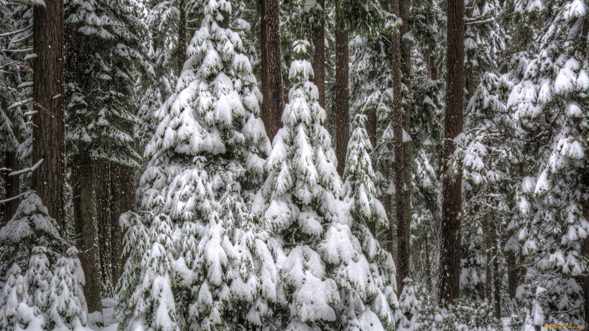 природа, зима, снег, лес