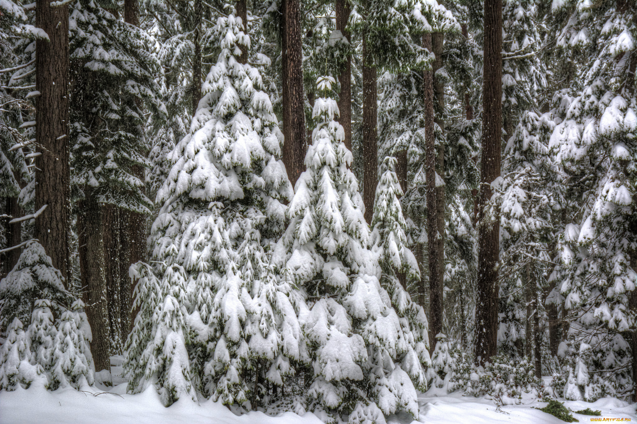природа, зима, снег, лес