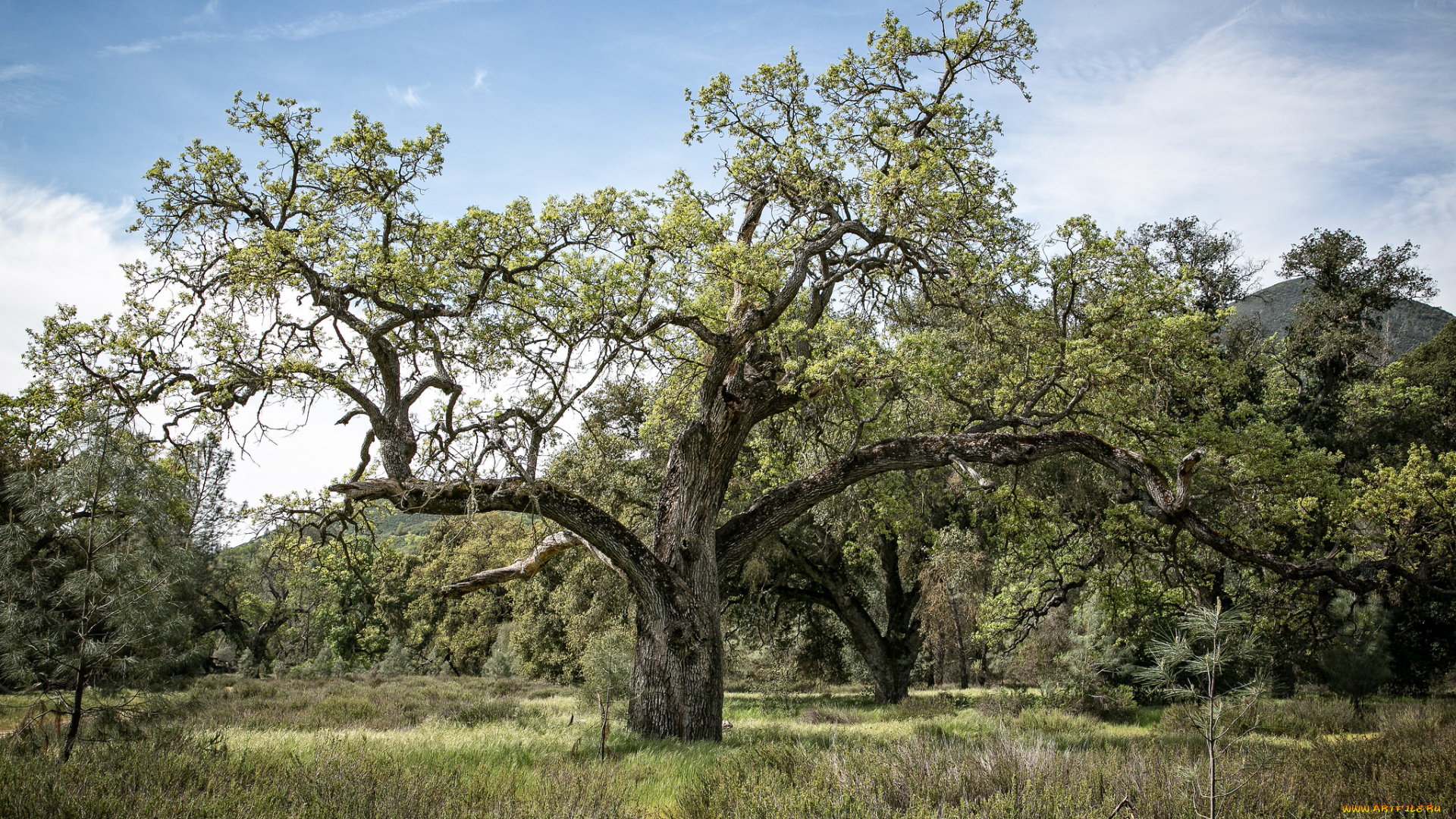 природа, лес, деревья