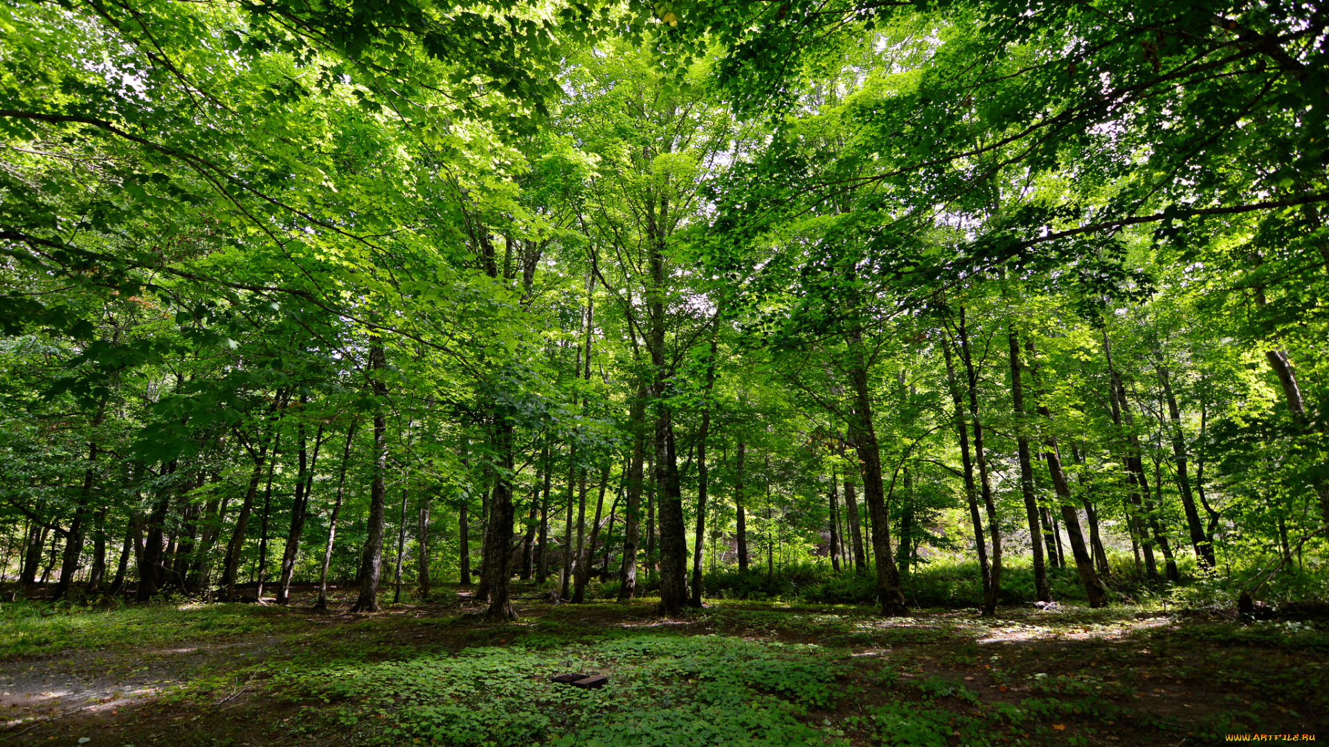 природа, лес, деревья