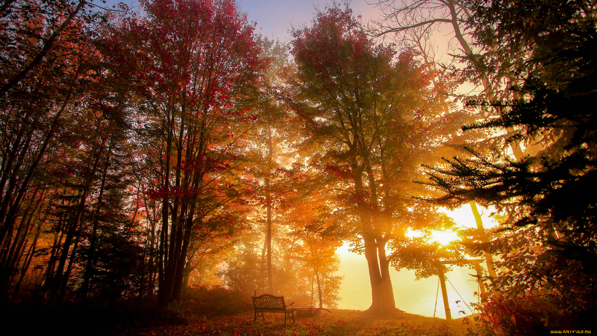 природа, лес, деревья