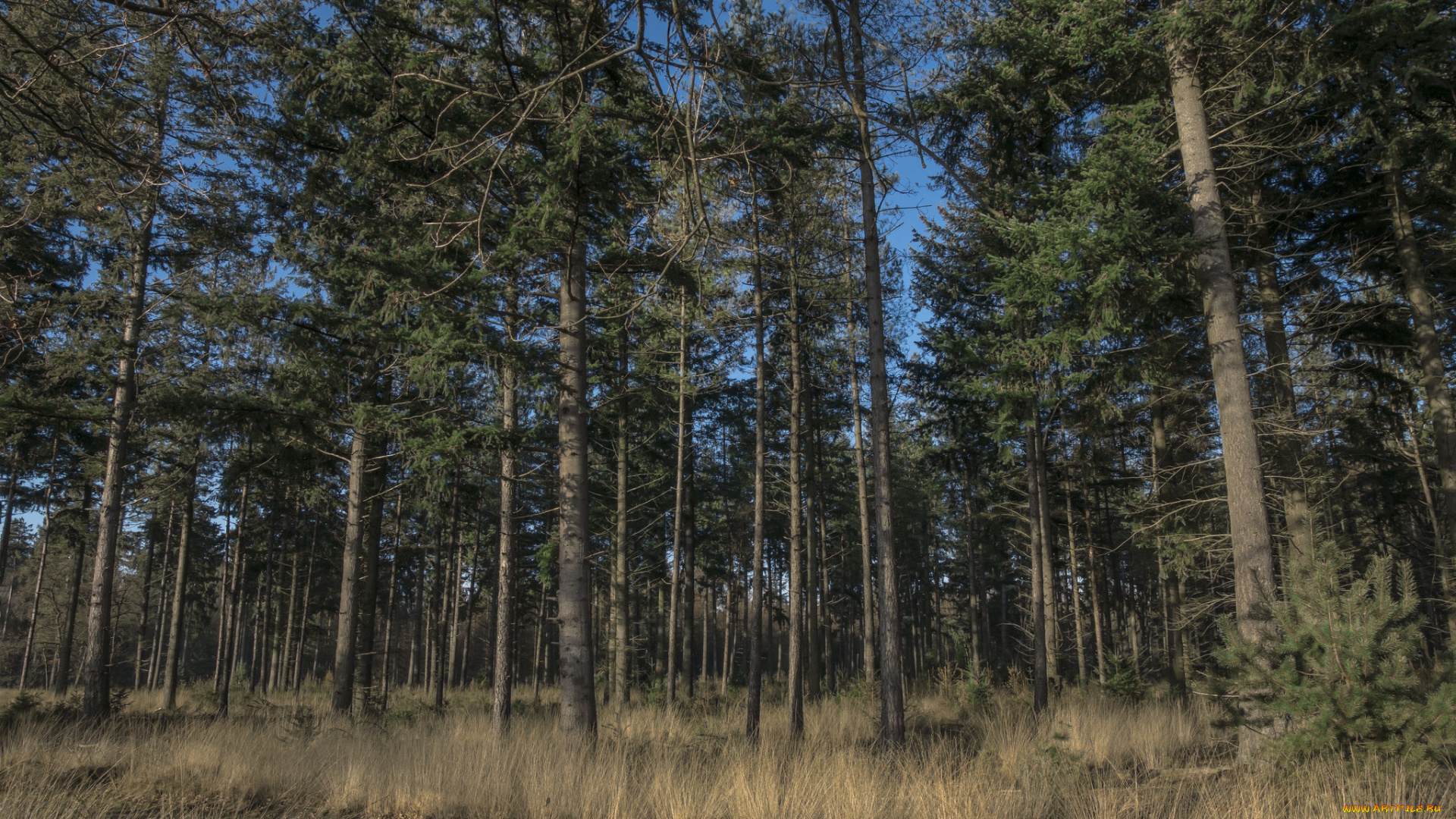 природа, лес, деревья