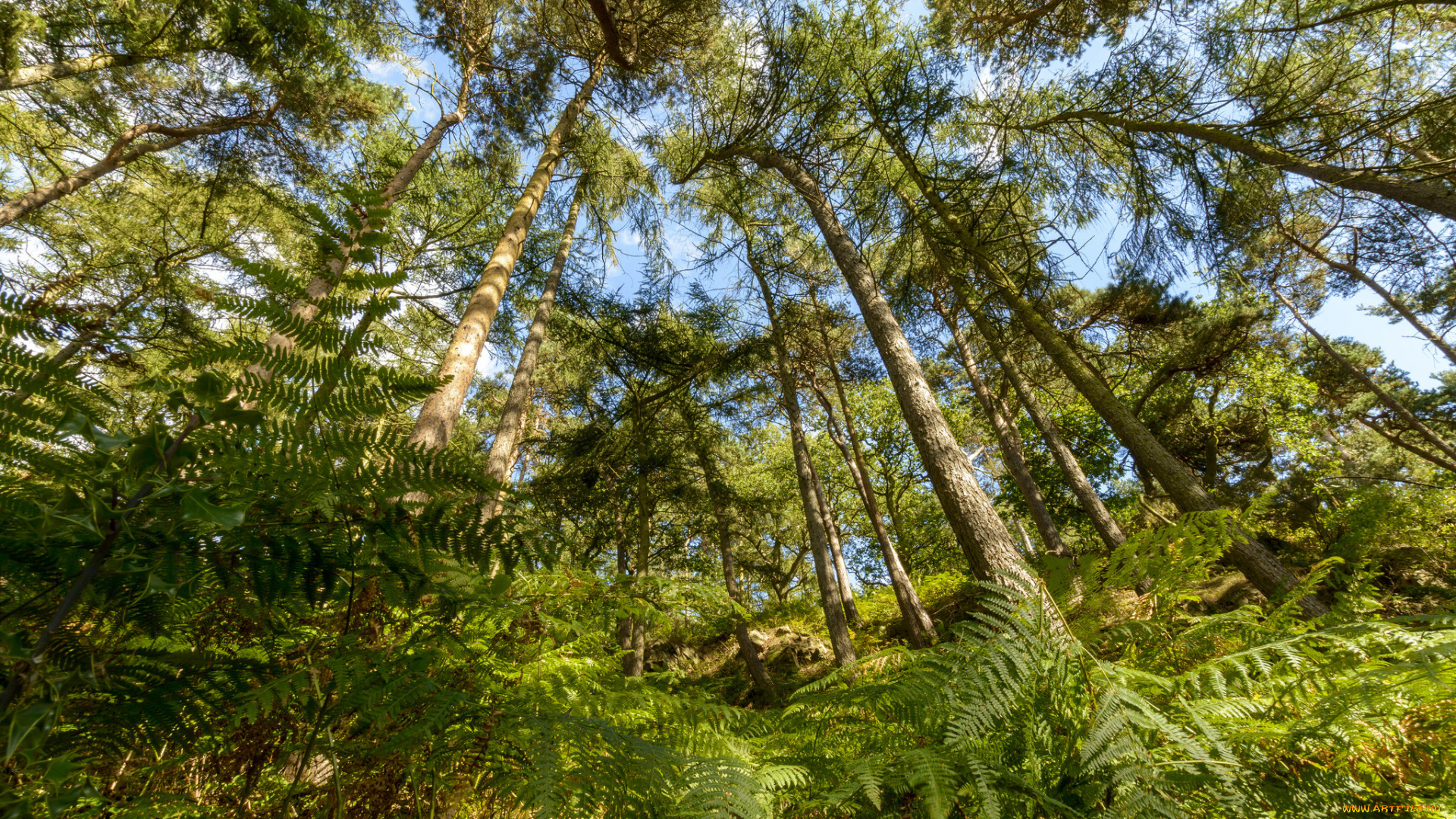 природа, лес, деревья