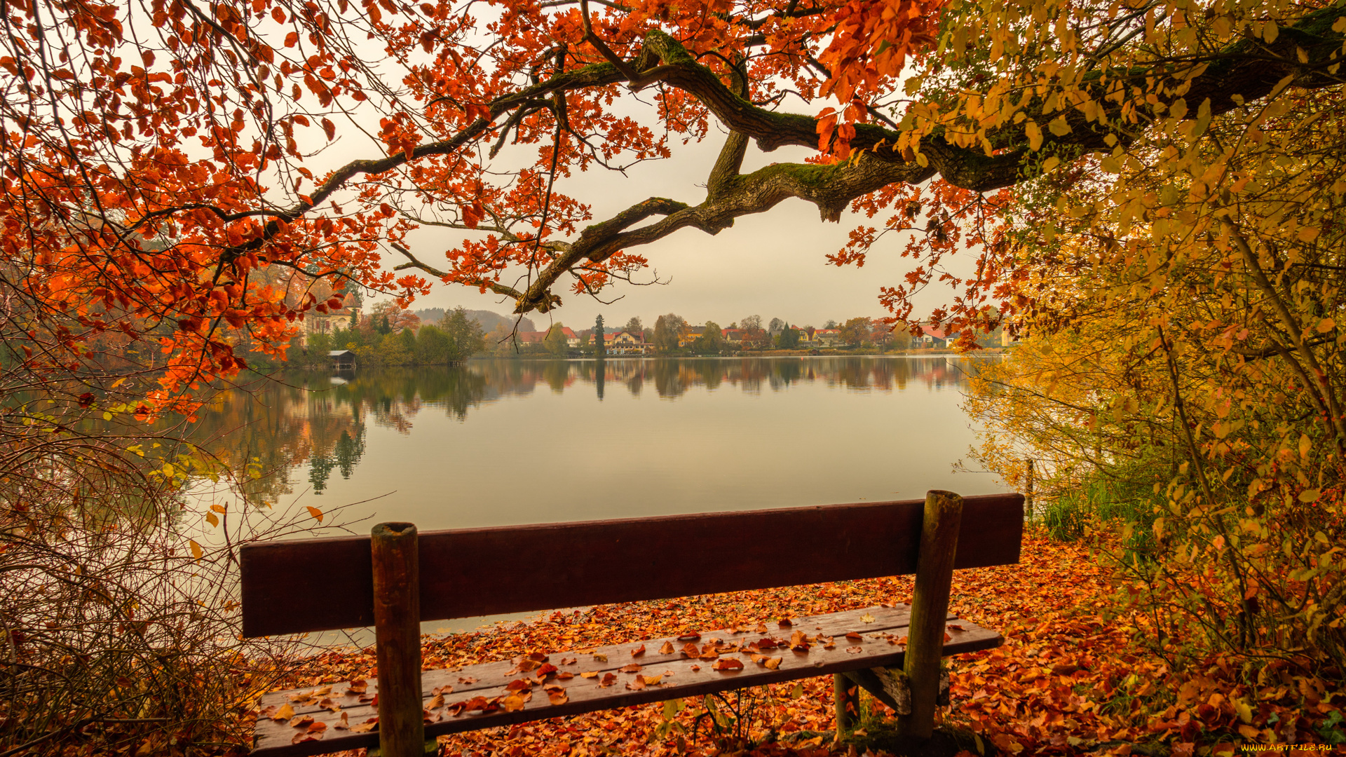 природа, реки, озера, река, лес