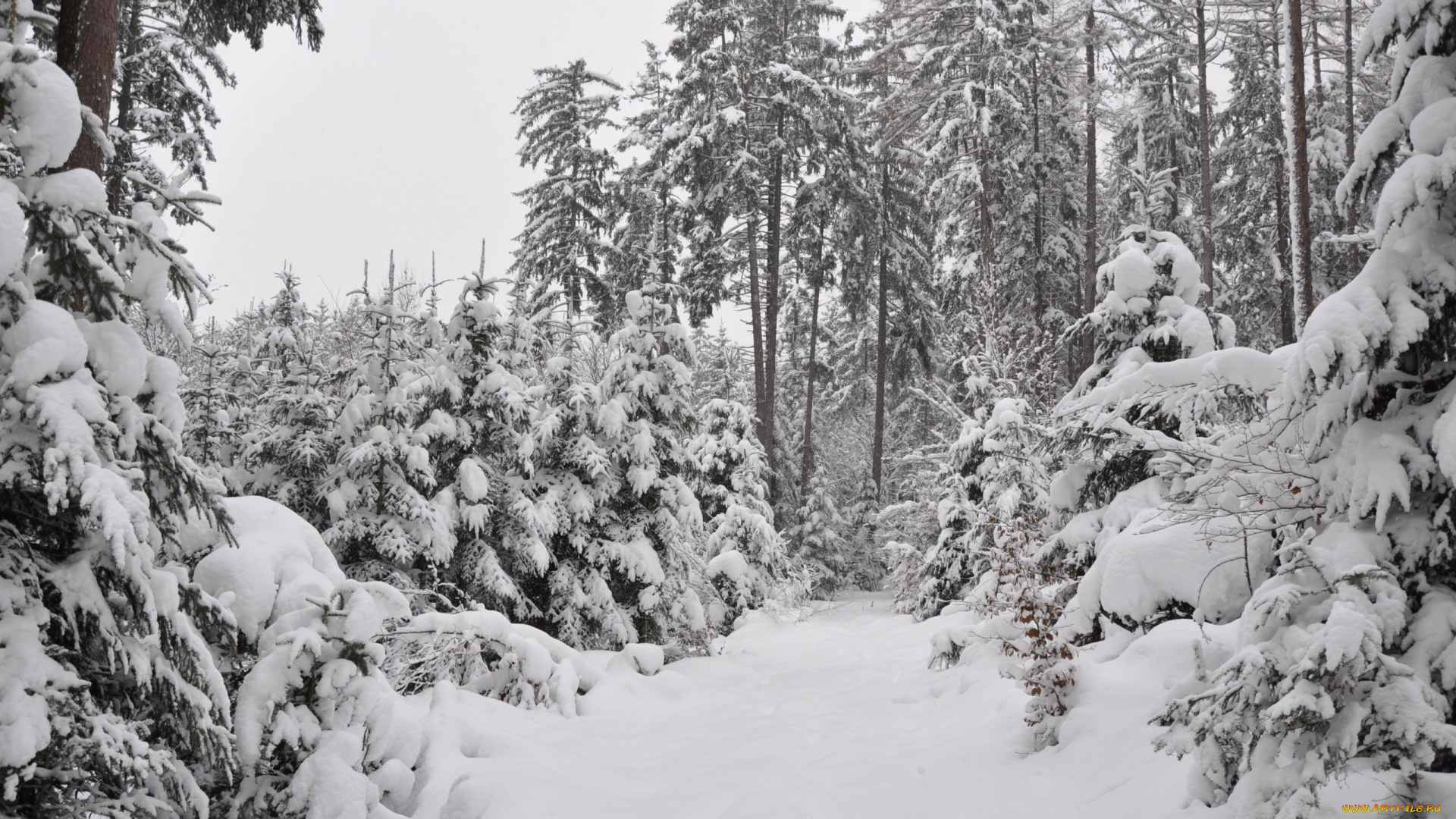 природа, зима, frost, winter, snow, forest, the