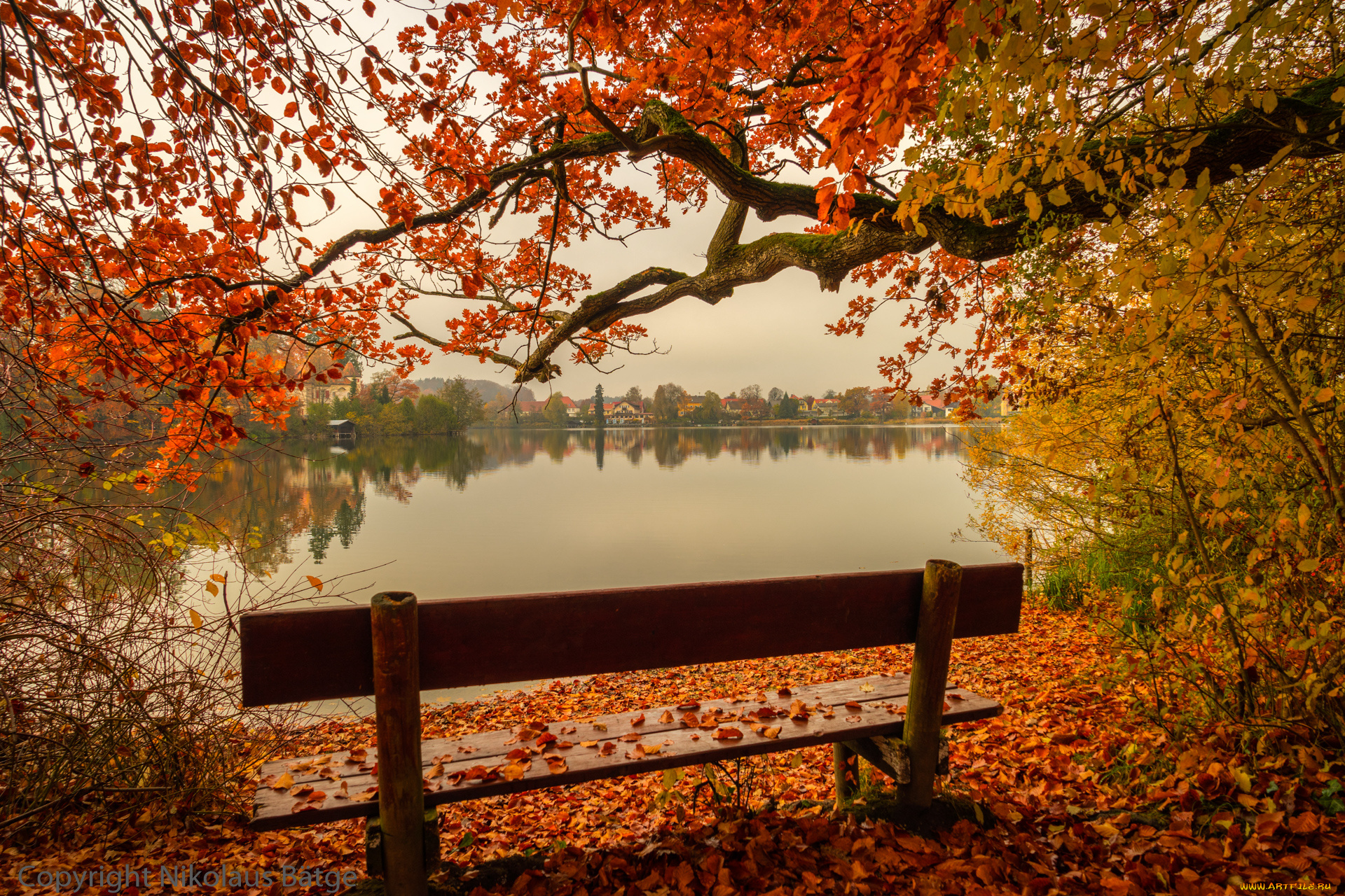 природа, реки, озера, река, лес