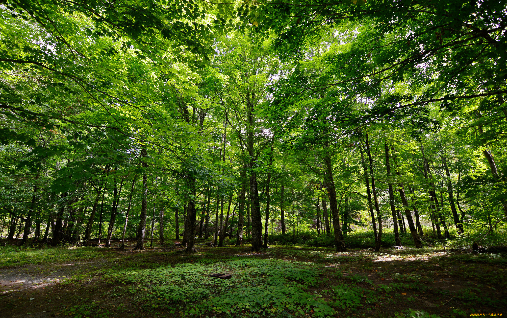 природа, лес, деревья