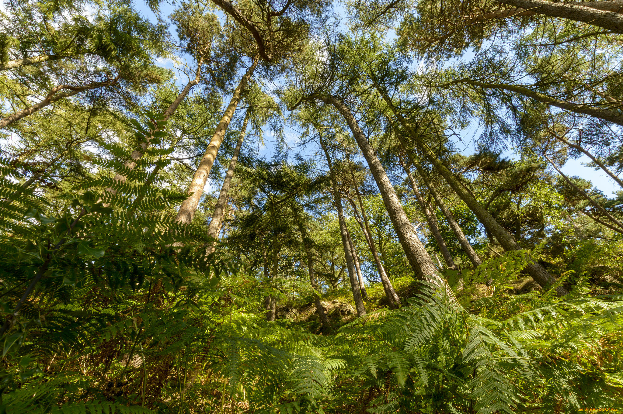 природа, лес, деревья