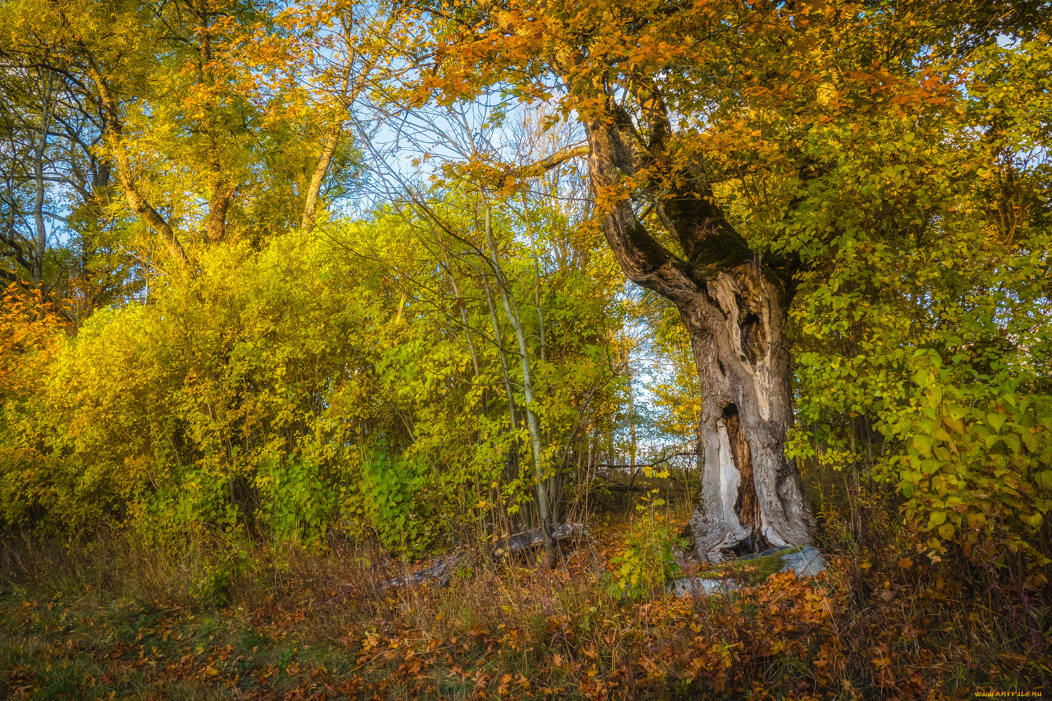 природа, лес, деревья