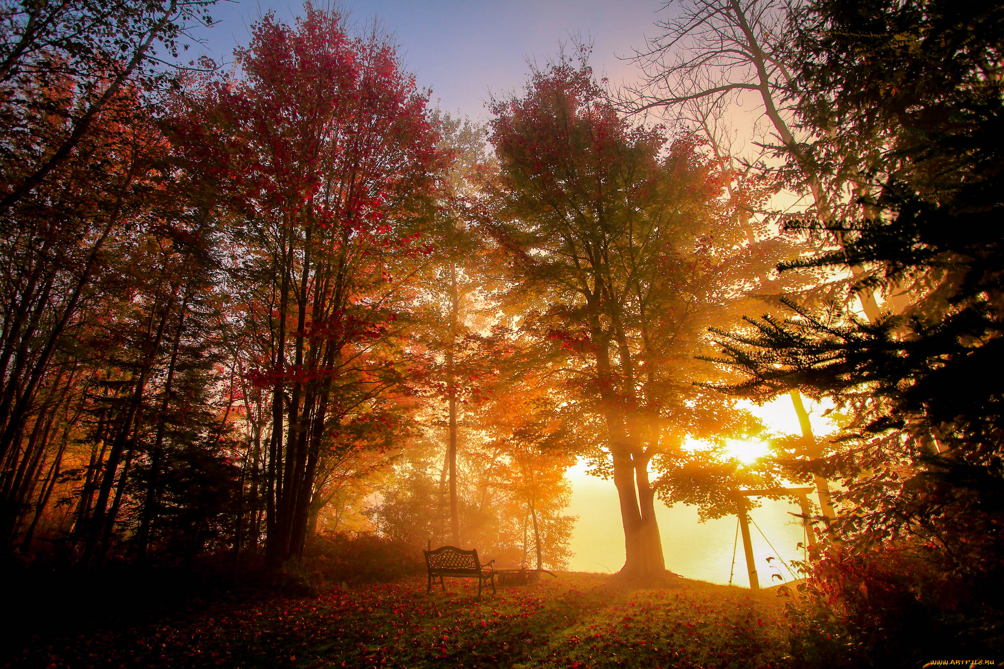 природа, лес, деревья