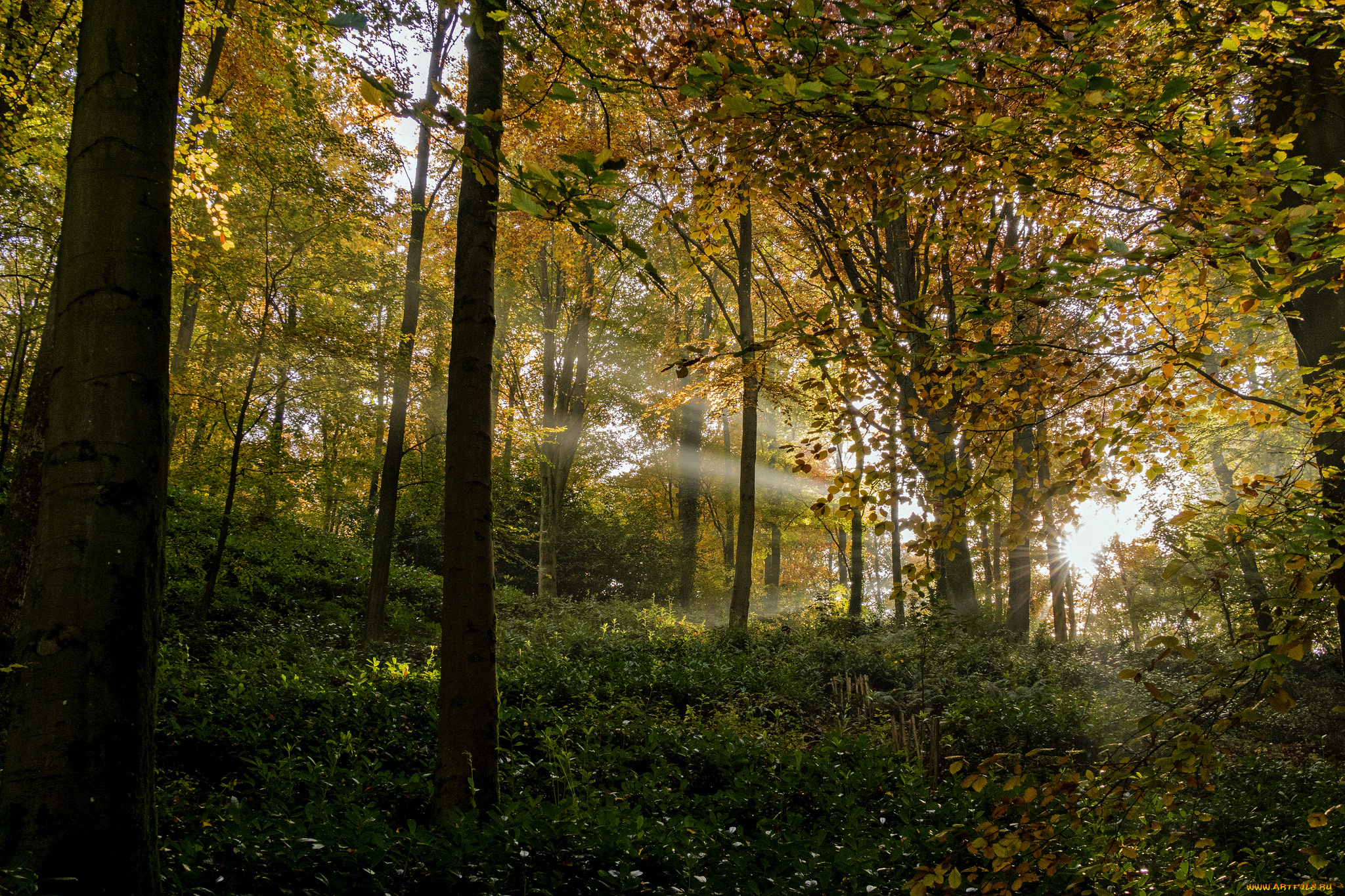 природа, лес, деревья