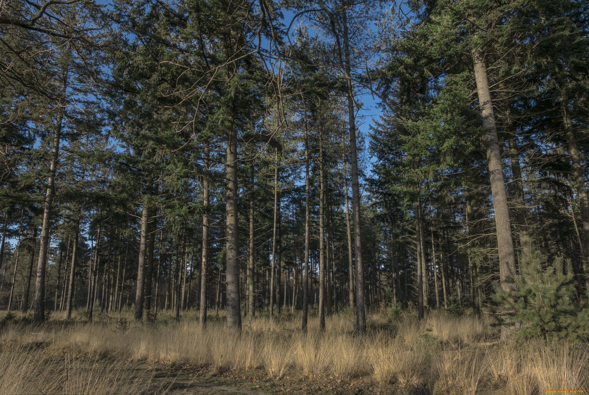 природа, лес, деревья