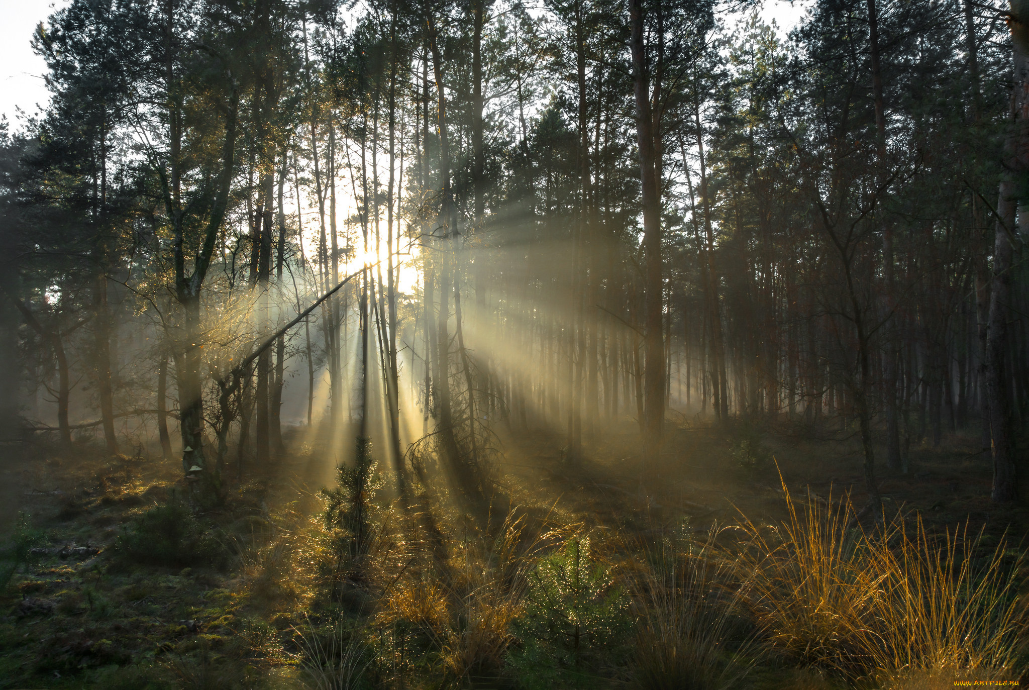 природа, лес, деревья