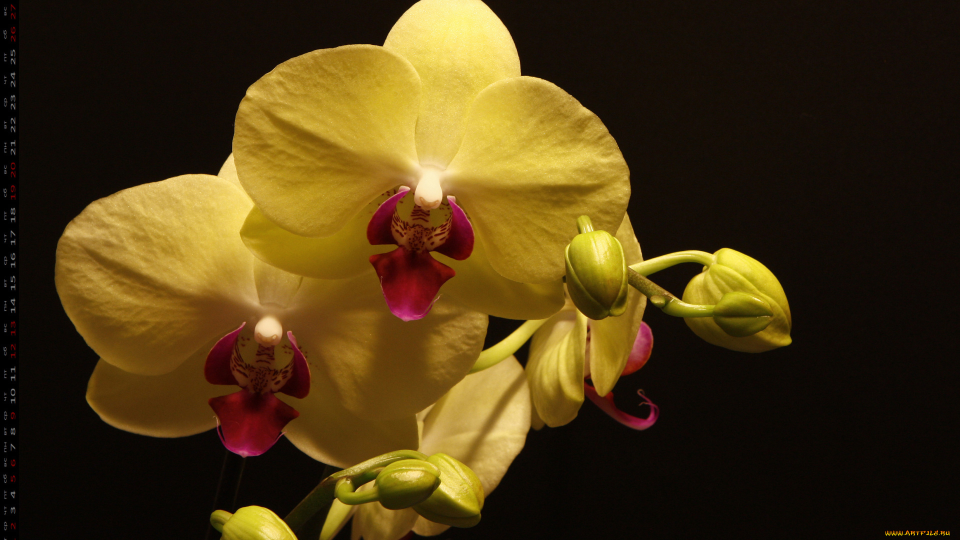 календари, цветы, лепестки