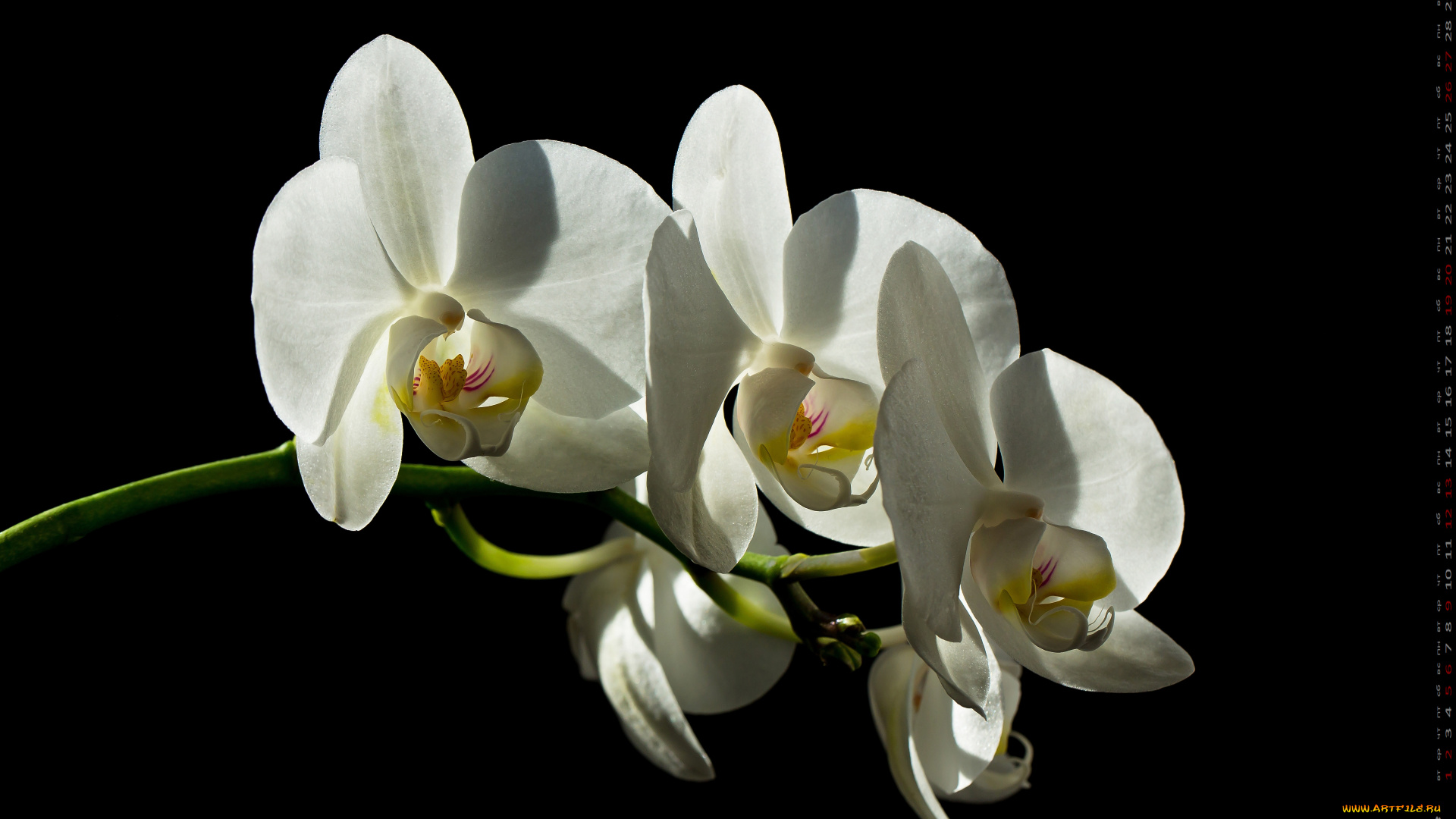 календари, цветы, лепестки