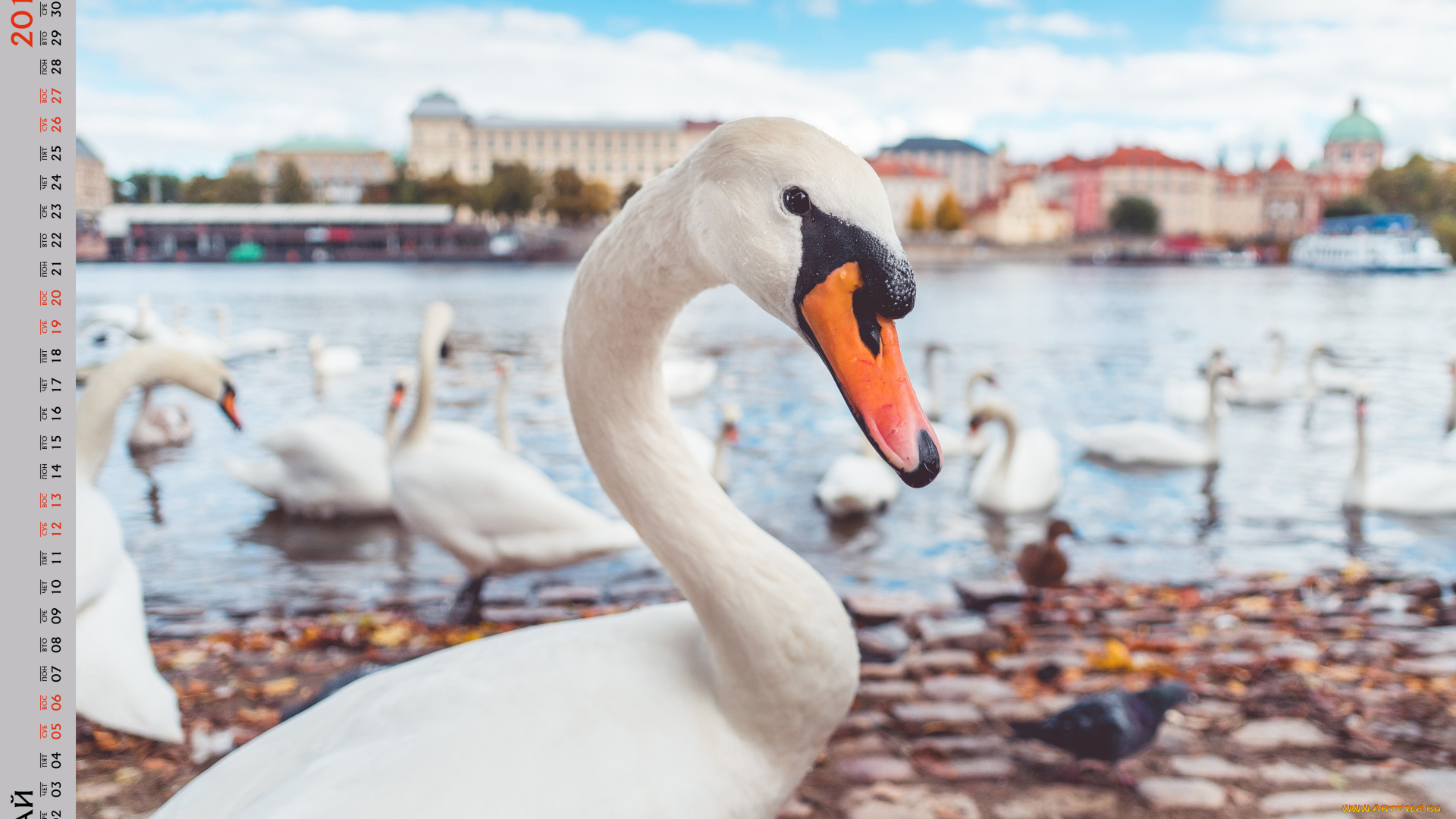 календари, животные, лебедь