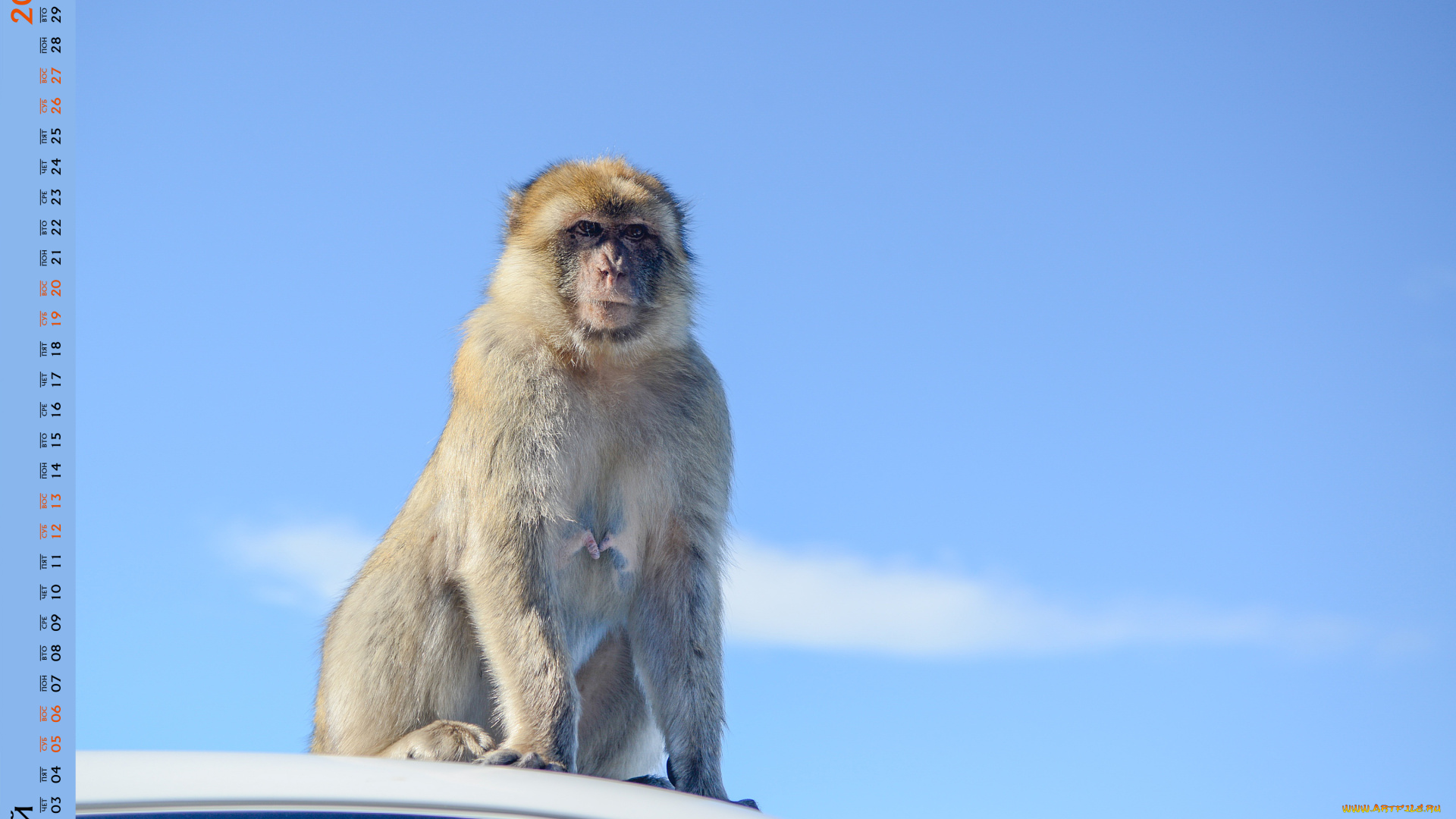 календари, животные, обезьяна