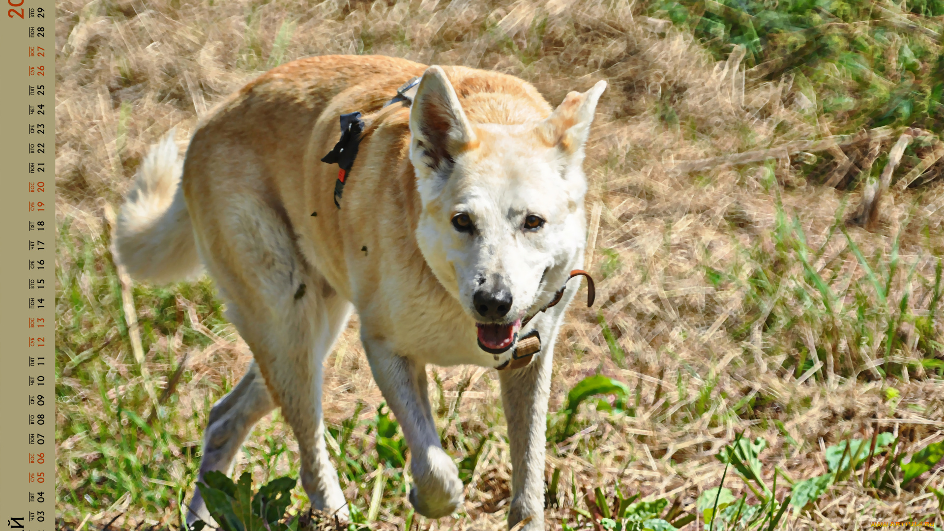 календари, животные, собака, взгляд