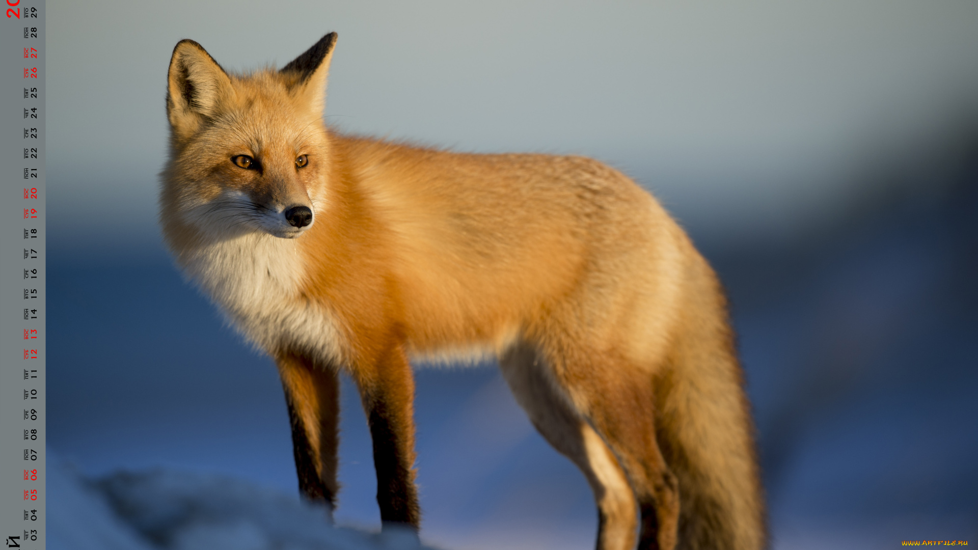 календари, животные, взгляд, лиса