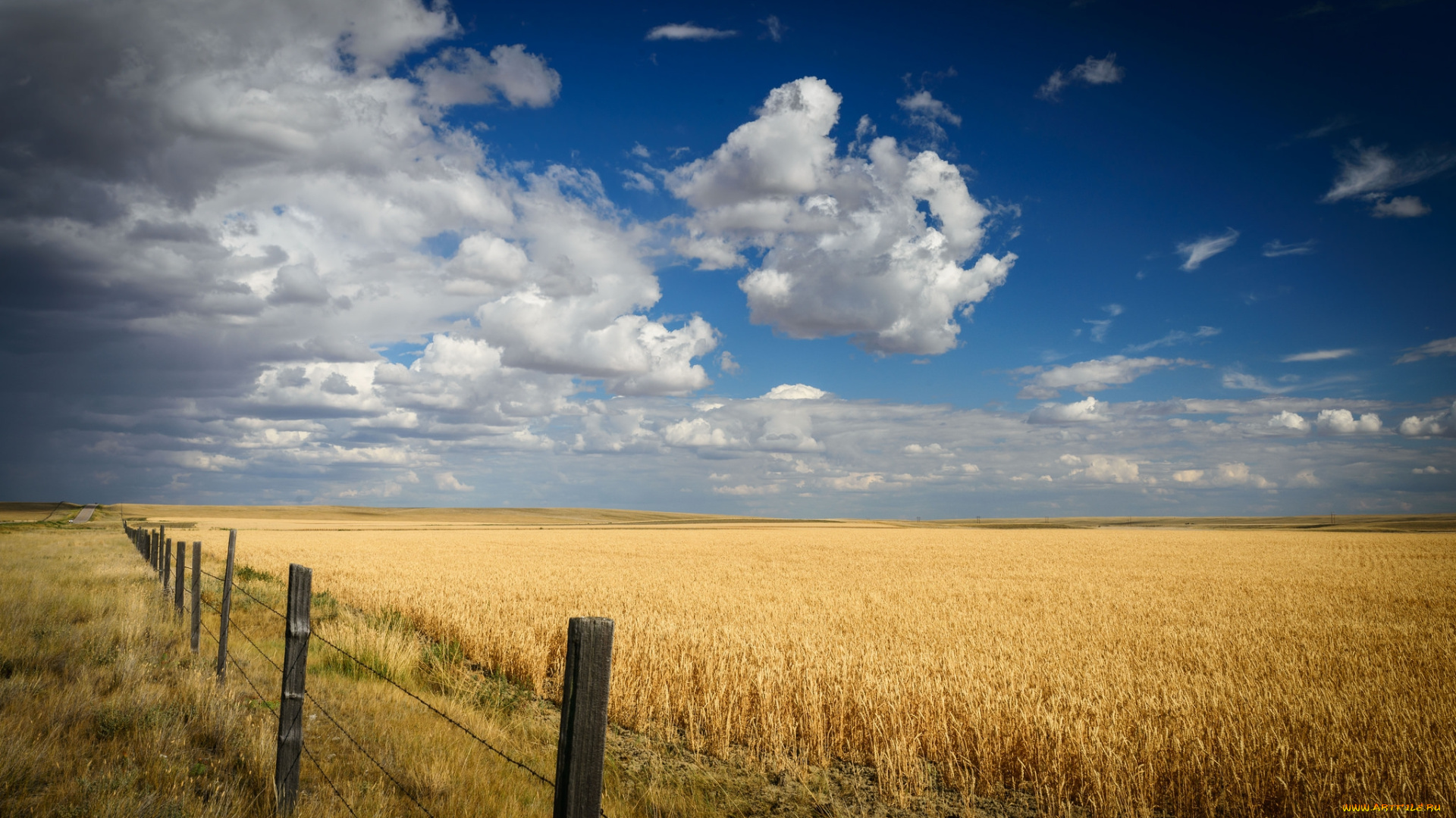 природа, поля, простор