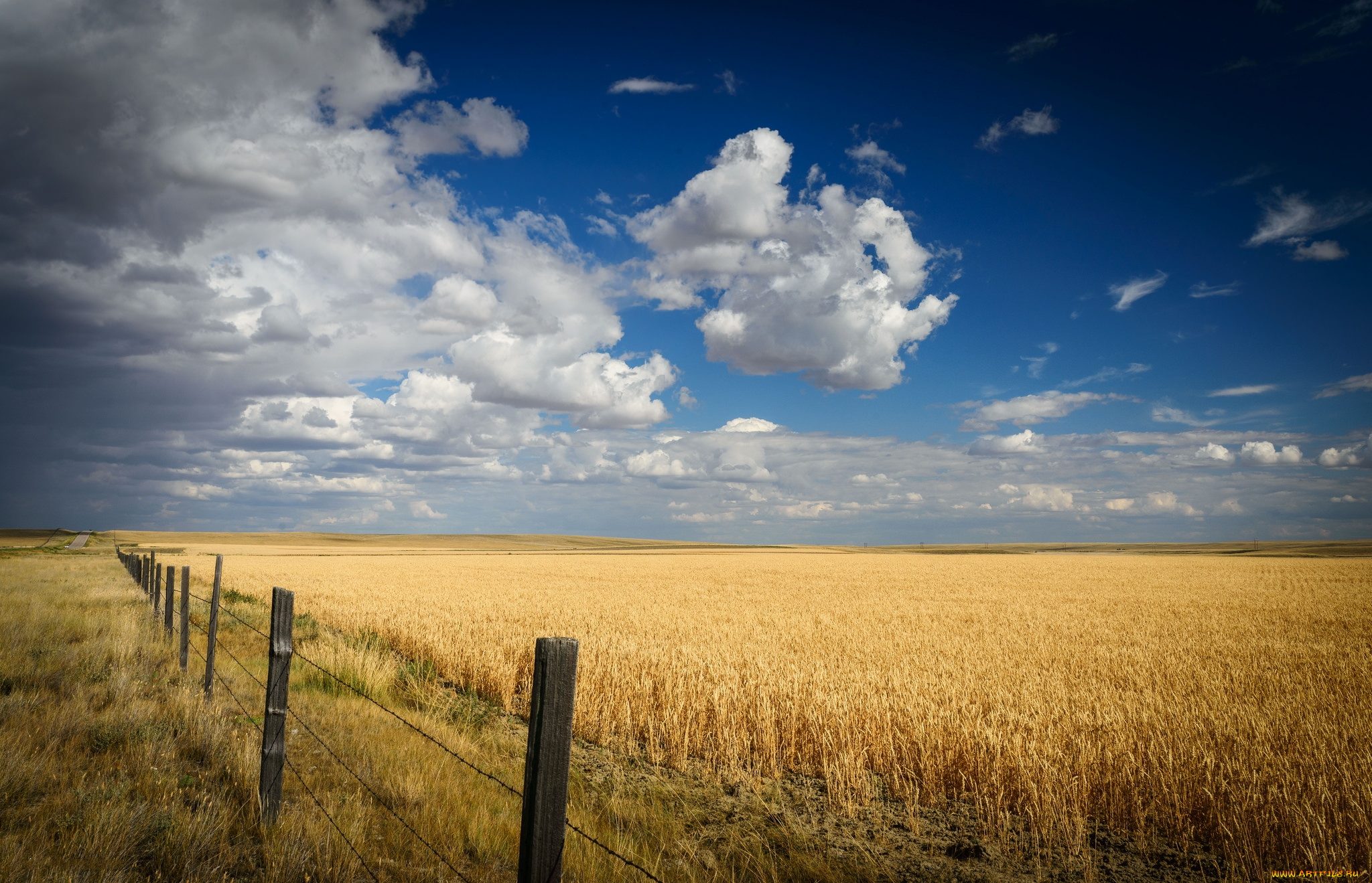 природа, поля, простор