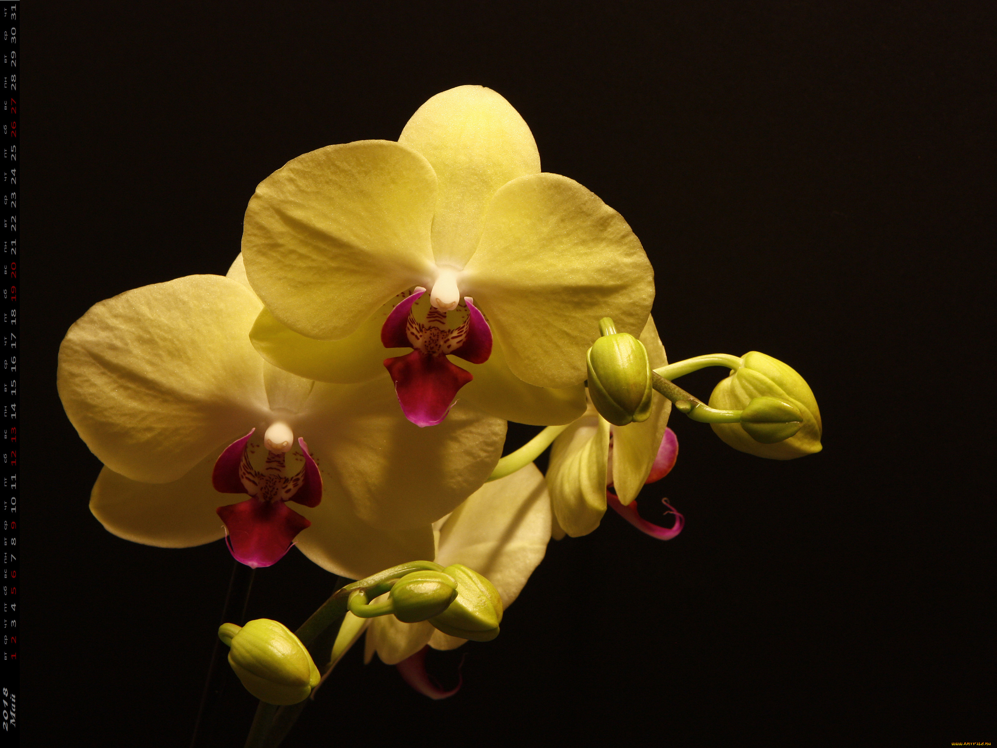 календари, цветы, лепестки