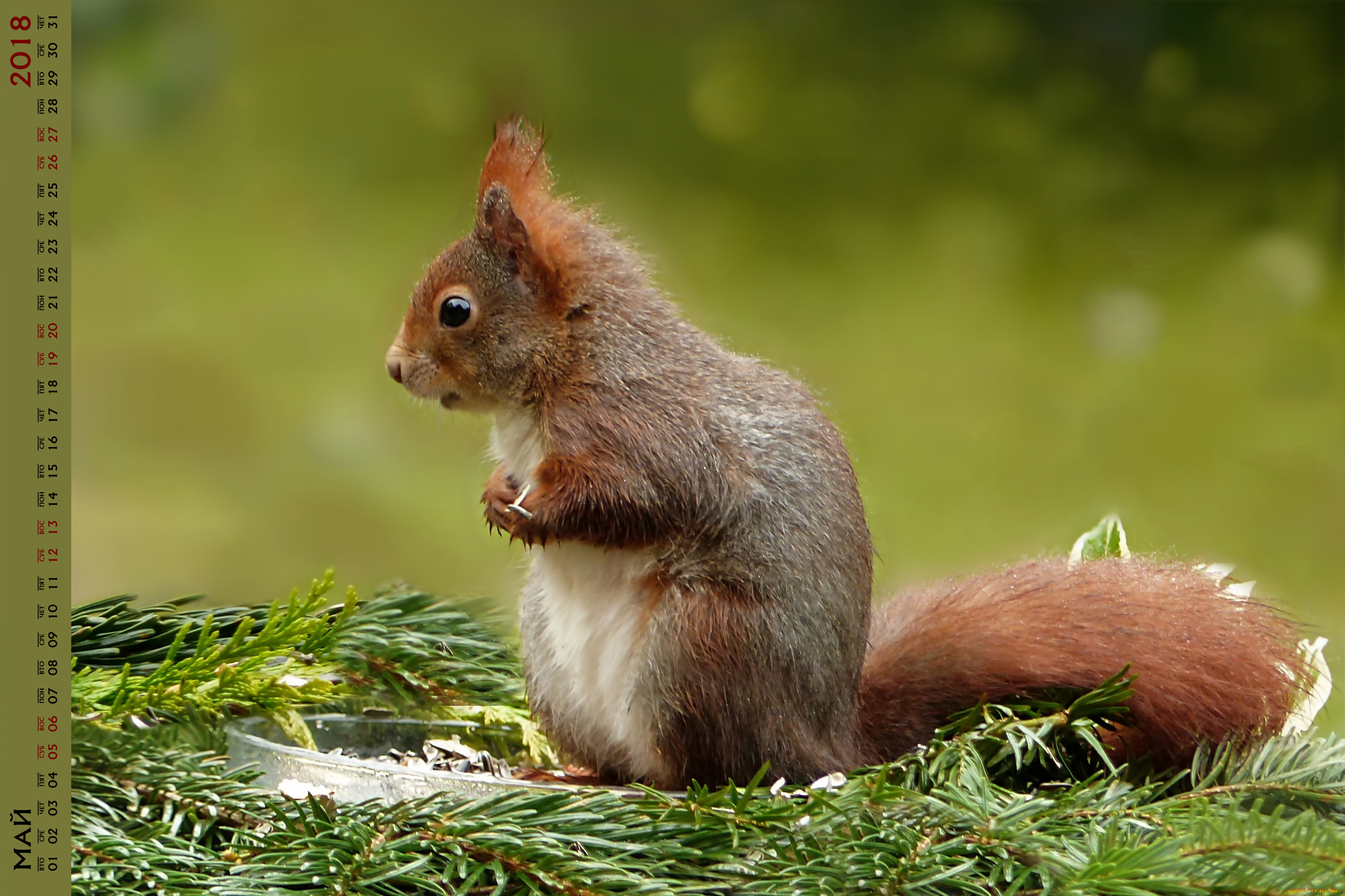 календари, животные, белка