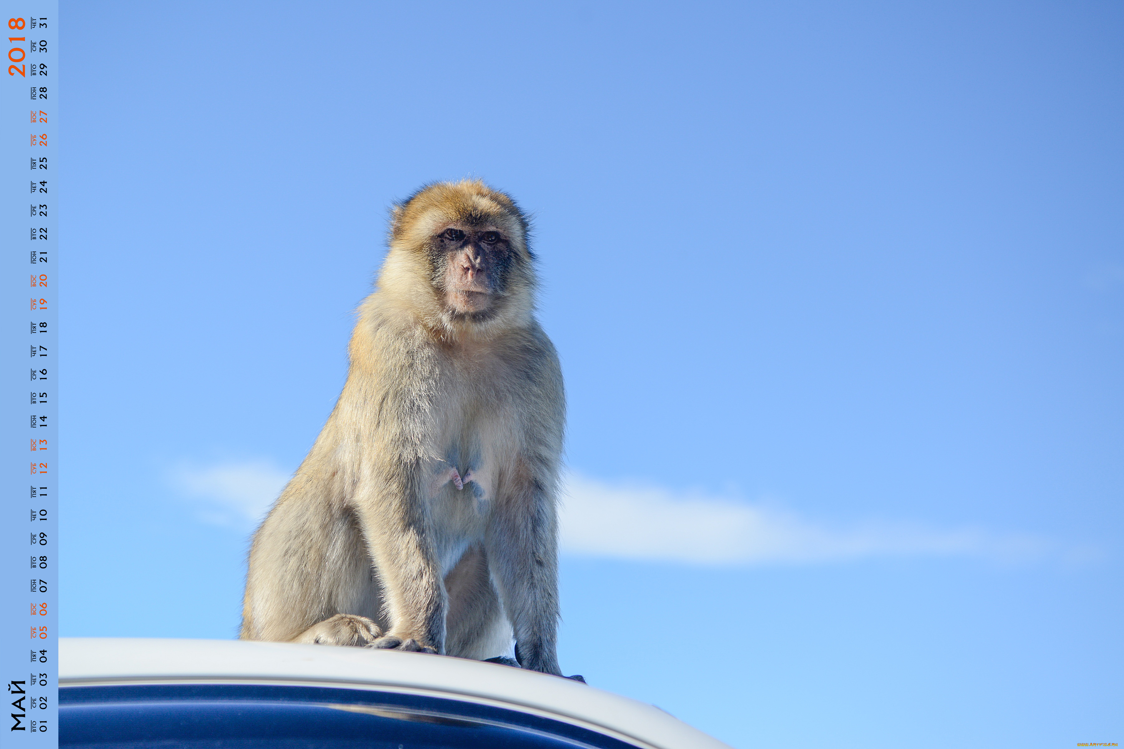 календари, животные, обезьяна