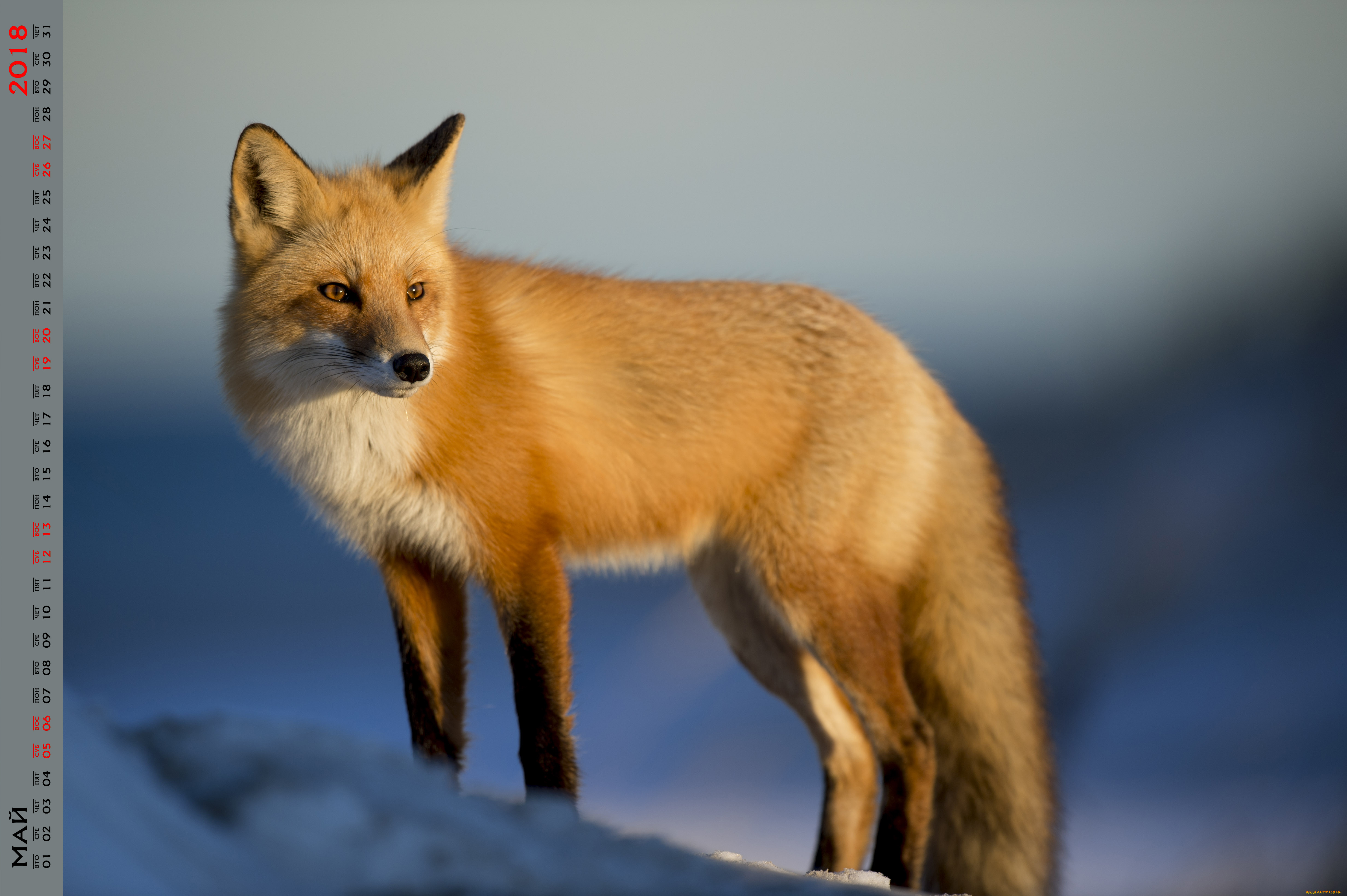 календари, животные, взгляд, лиса