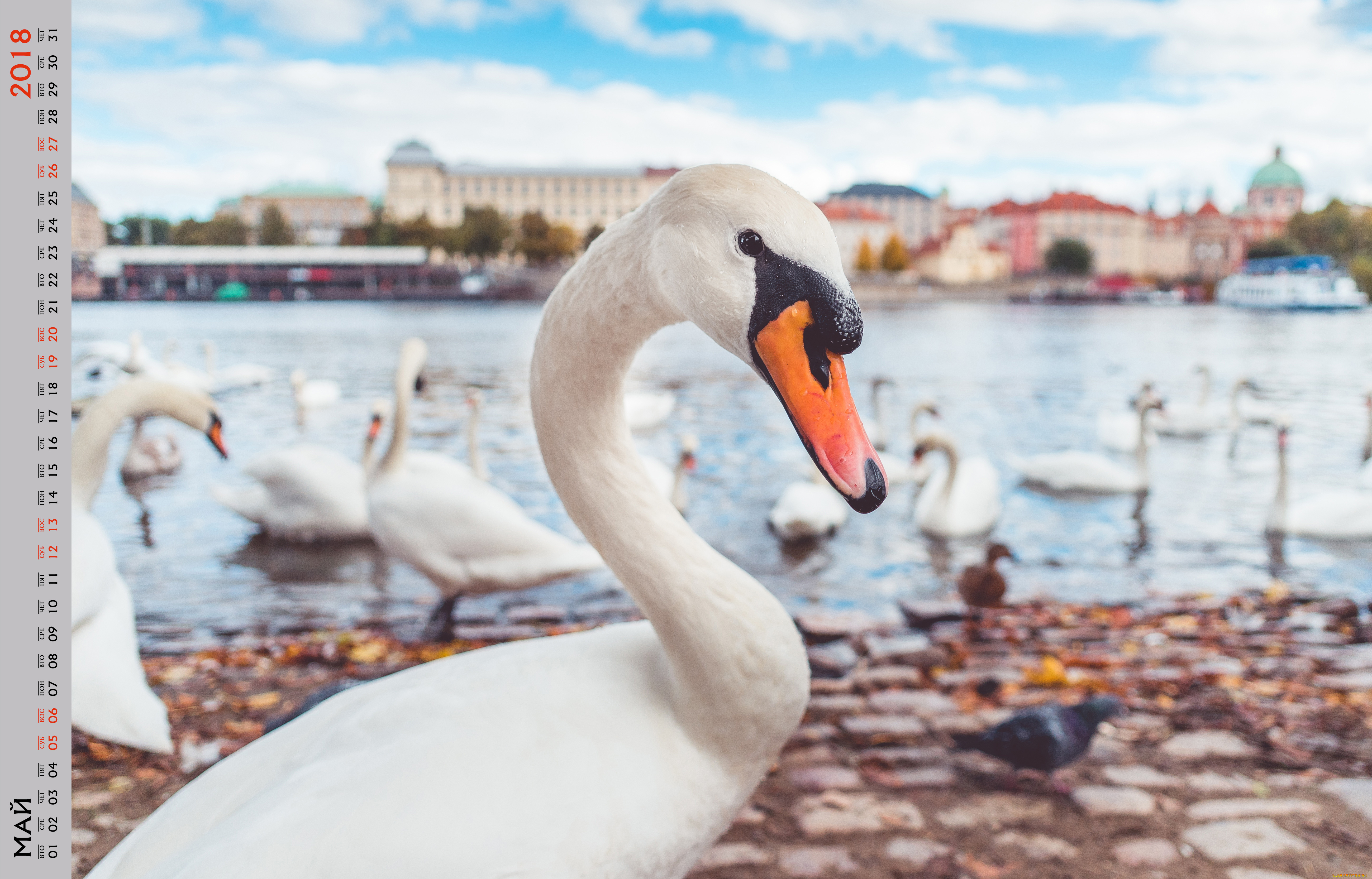 календари, животные, лебедь