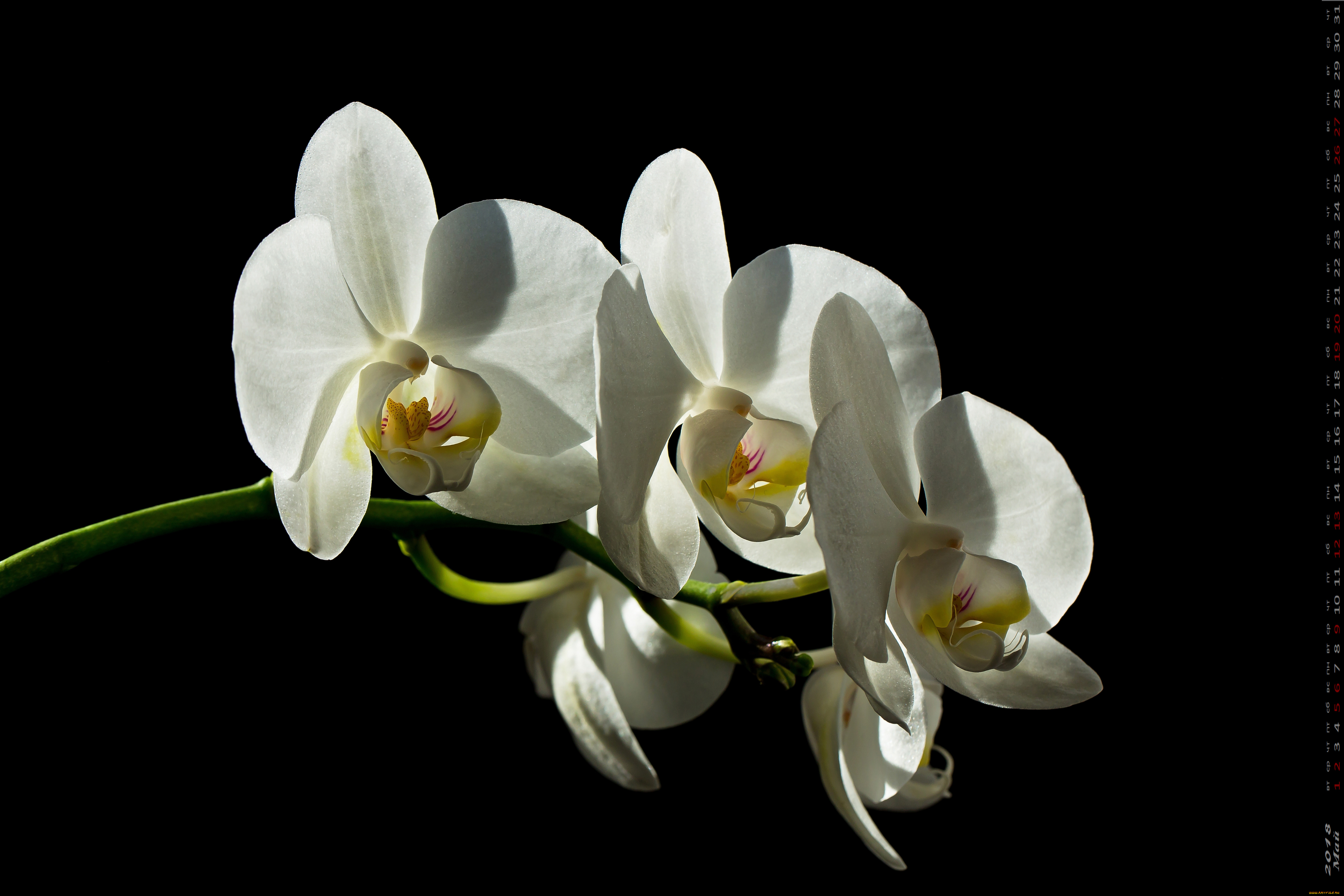 календари, цветы, лепестки