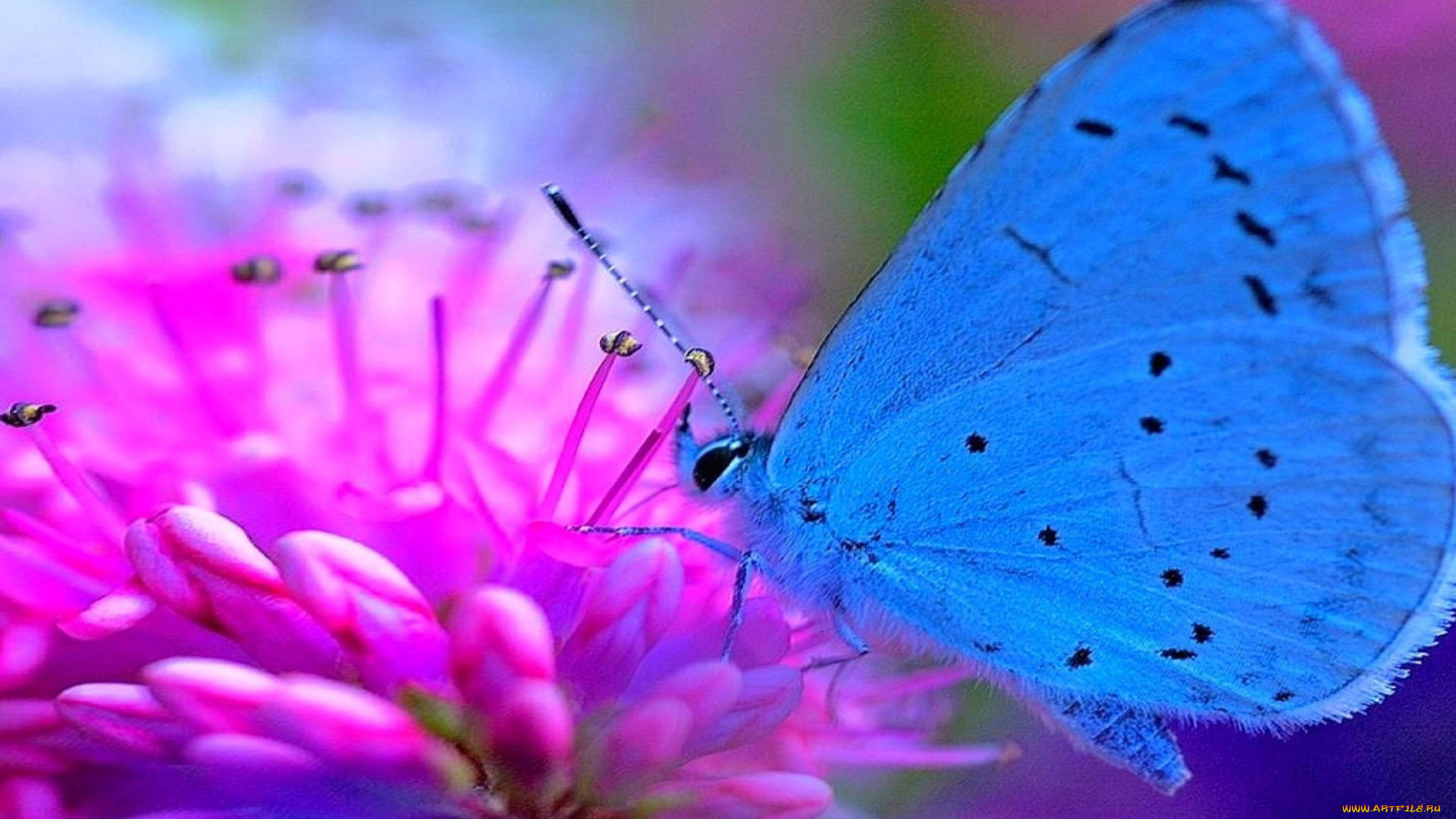 животные, бабочки, , мотыльки, , моли, бабочка, цветок