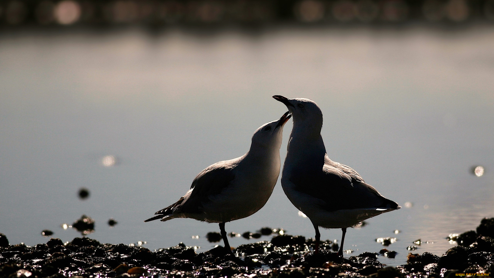 животные, чайки, , бакланы, , крачки, пара, берег