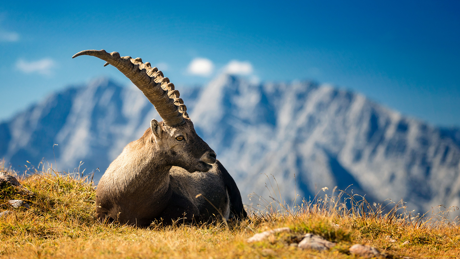 животные, козы, рога, козел, минимализм, природа, горы