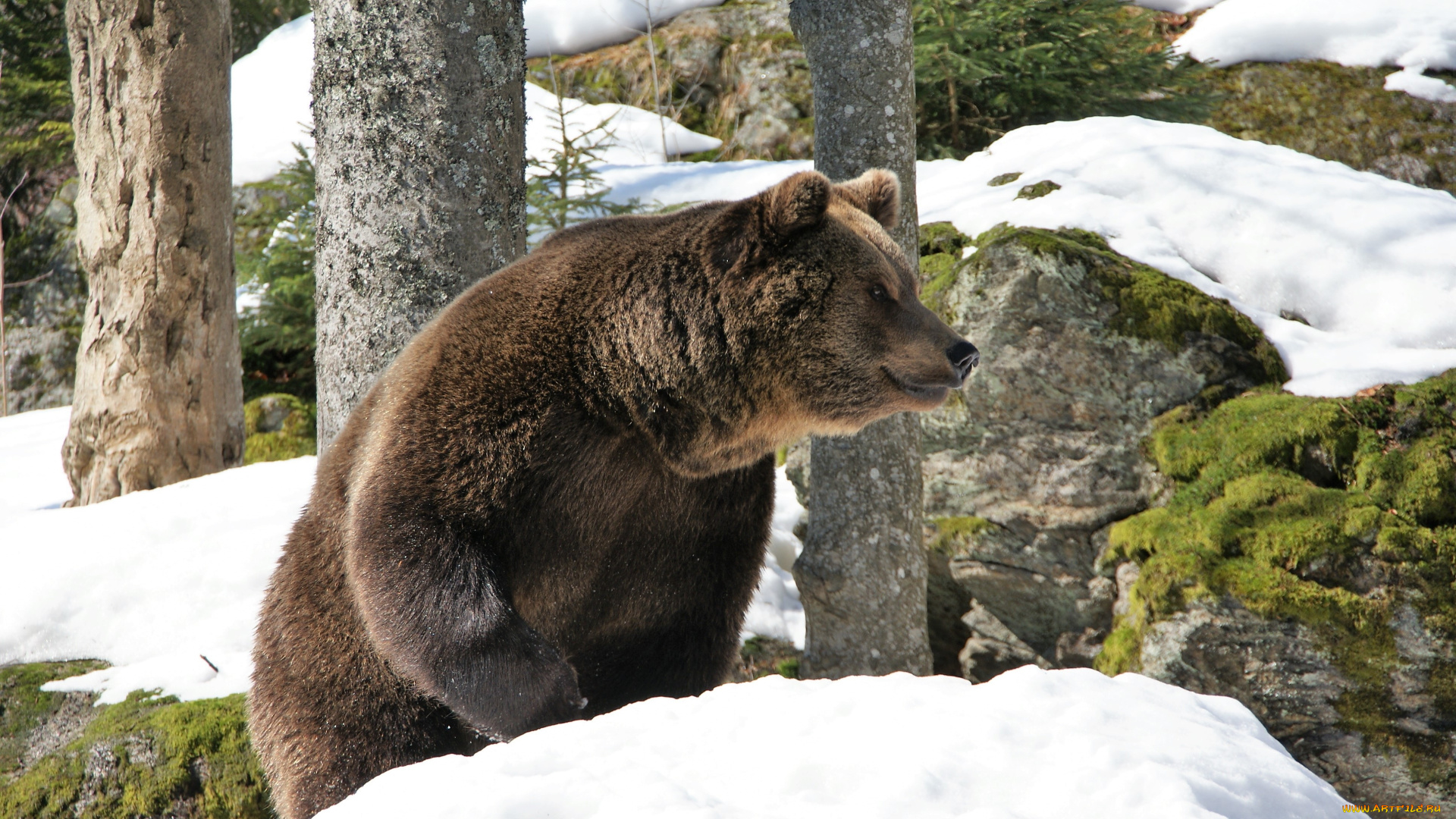 животные, медведи, медведь, снег, лес, камни, горы