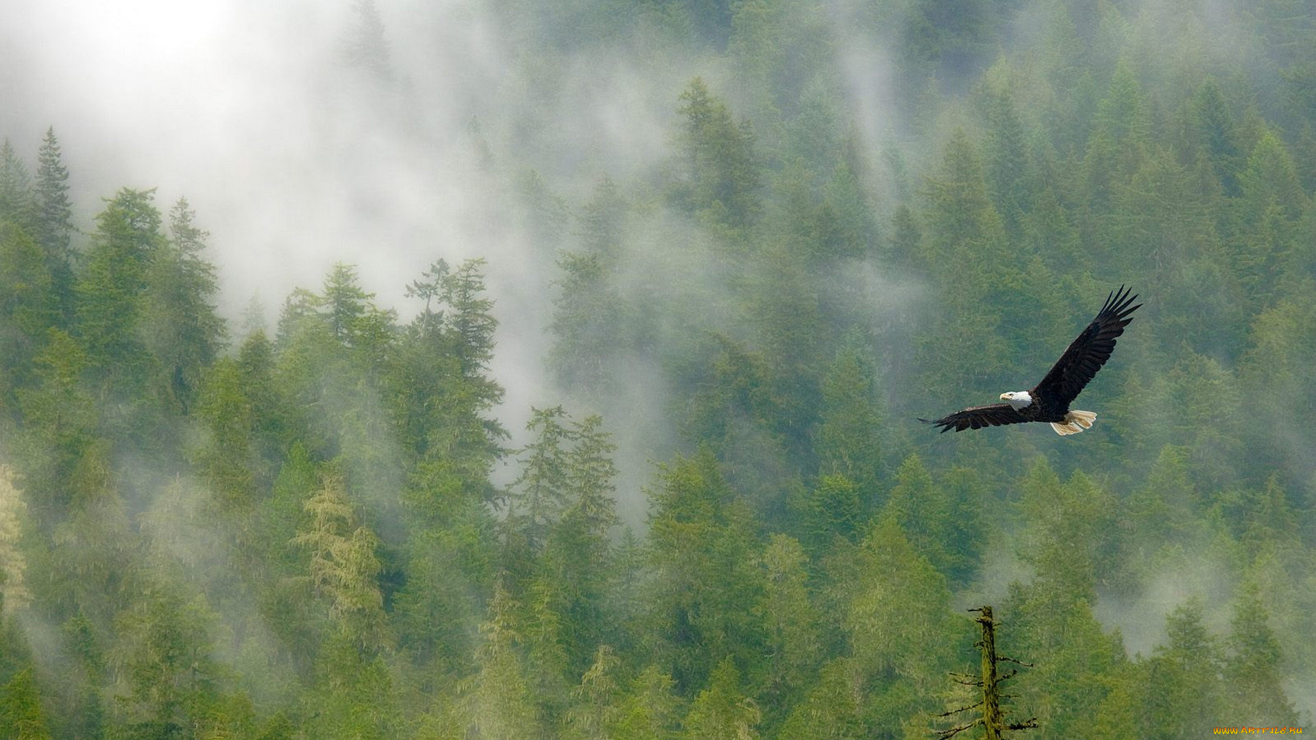 животные, птицы, -, хищники, орел, полет, лес, туман