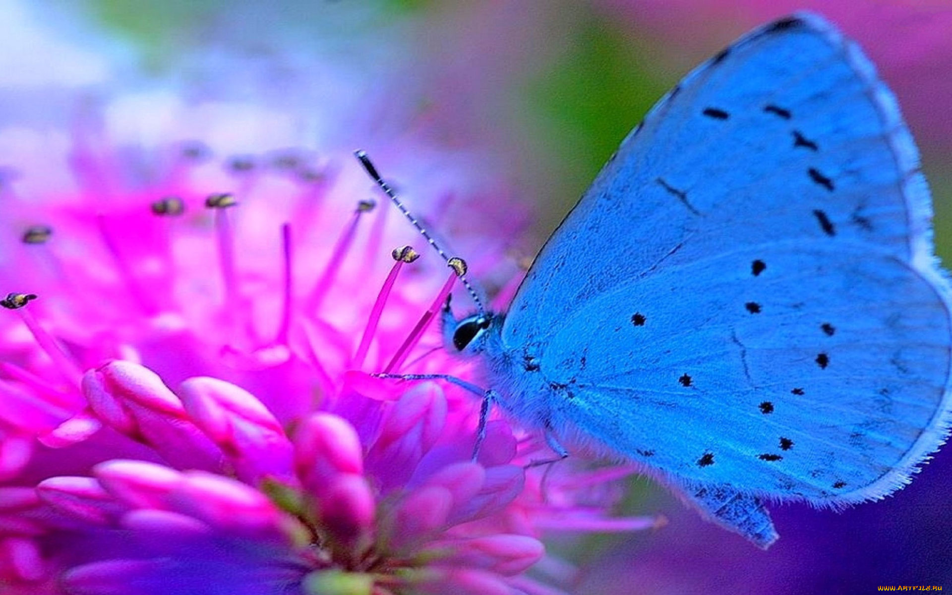 животные, бабочки, , мотыльки, , моли, бабочка, цветок