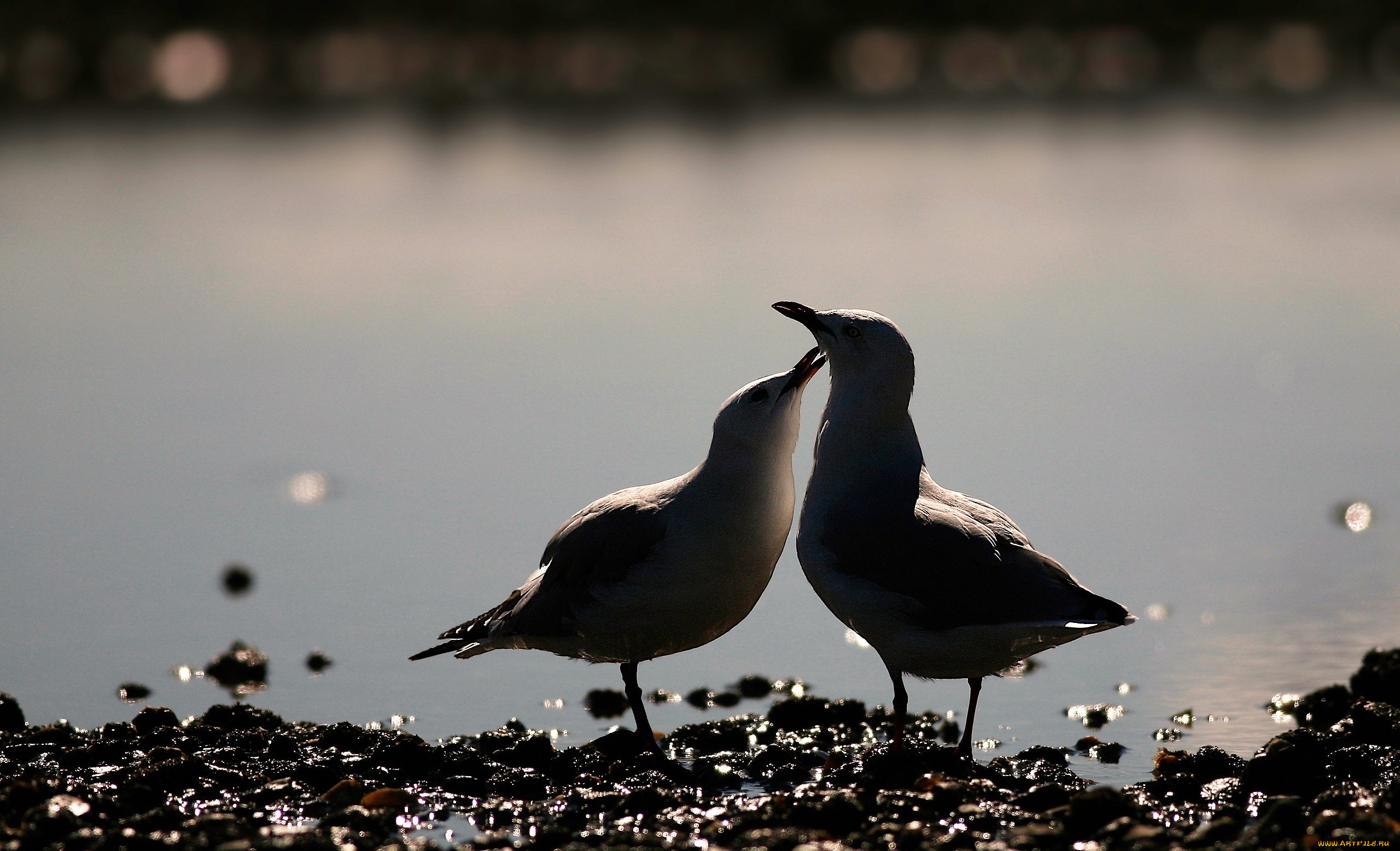 животные, чайки, , бакланы, , крачки, пара, берег