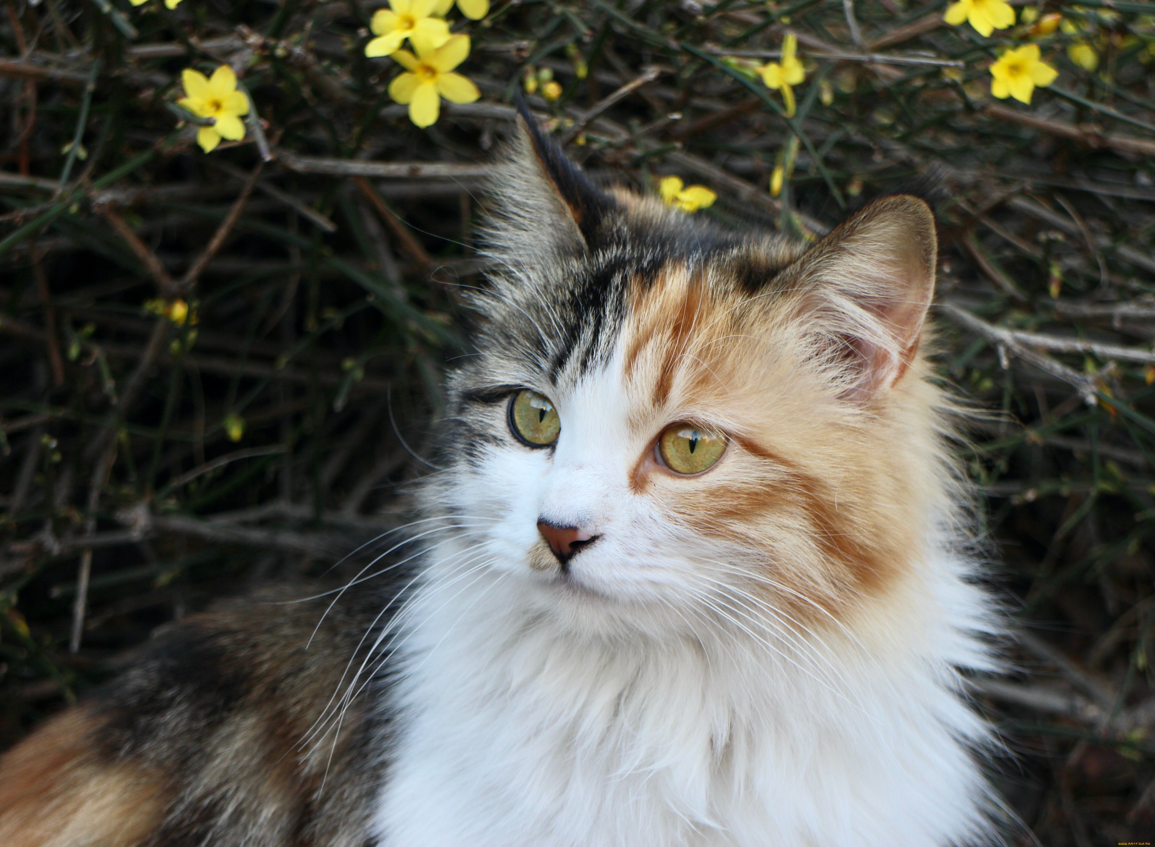 животные, коты, кот, кошка