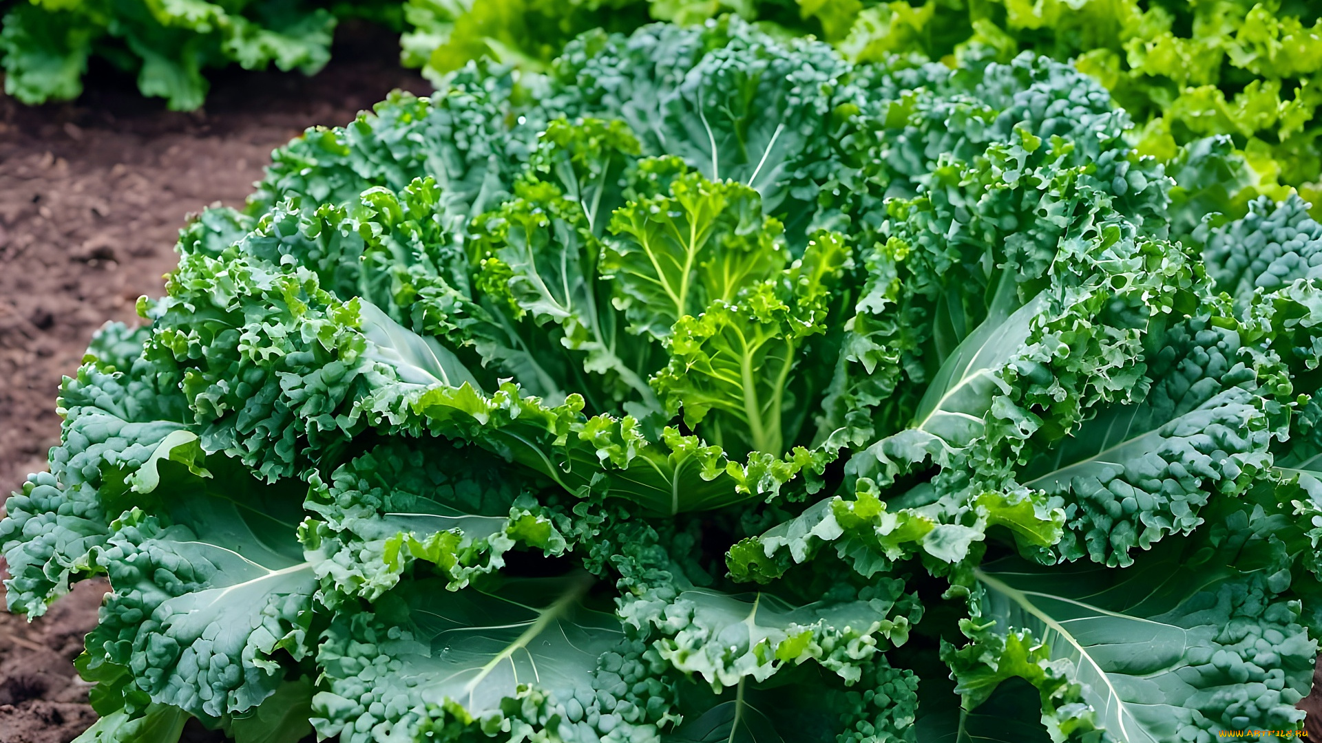 3д, графика, природа, , nature, капуста