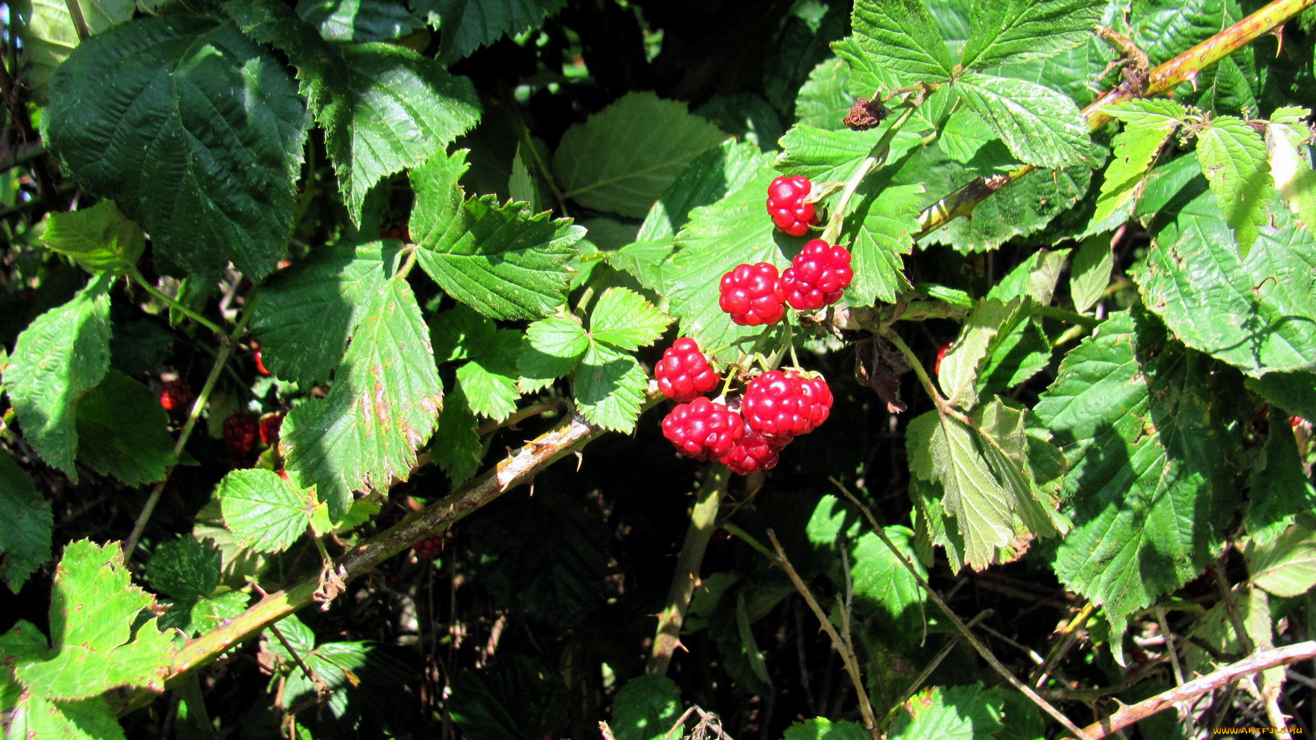 природа, ягоды, малина