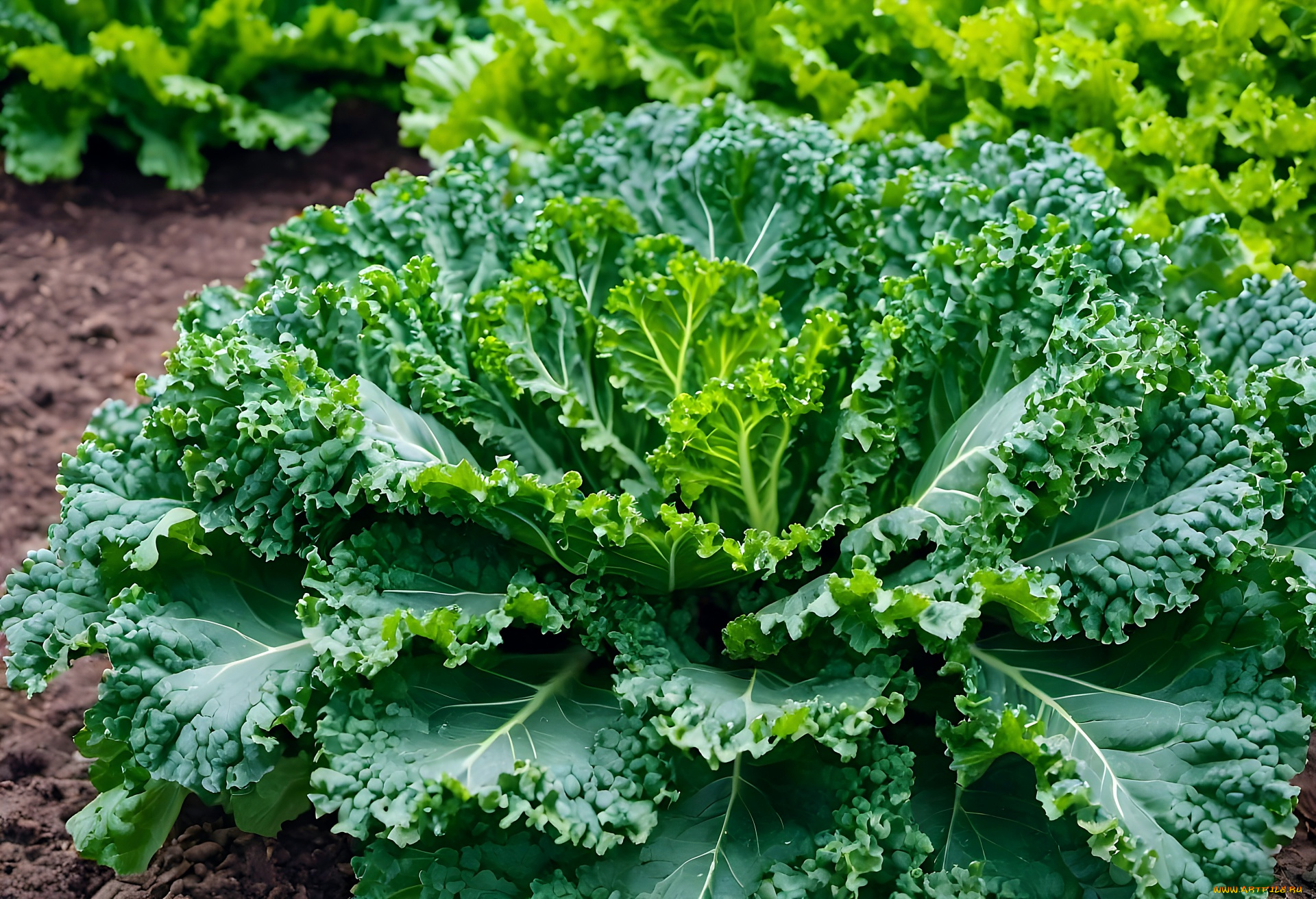 3д, графика, природа, , nature, капуста