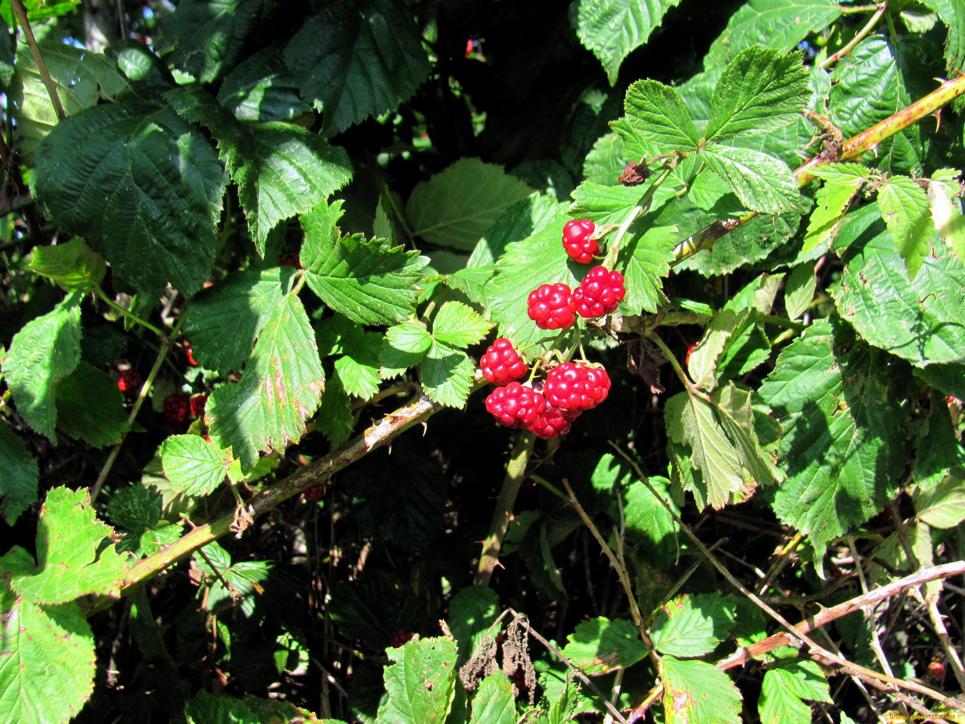 природа, ягоды, малина