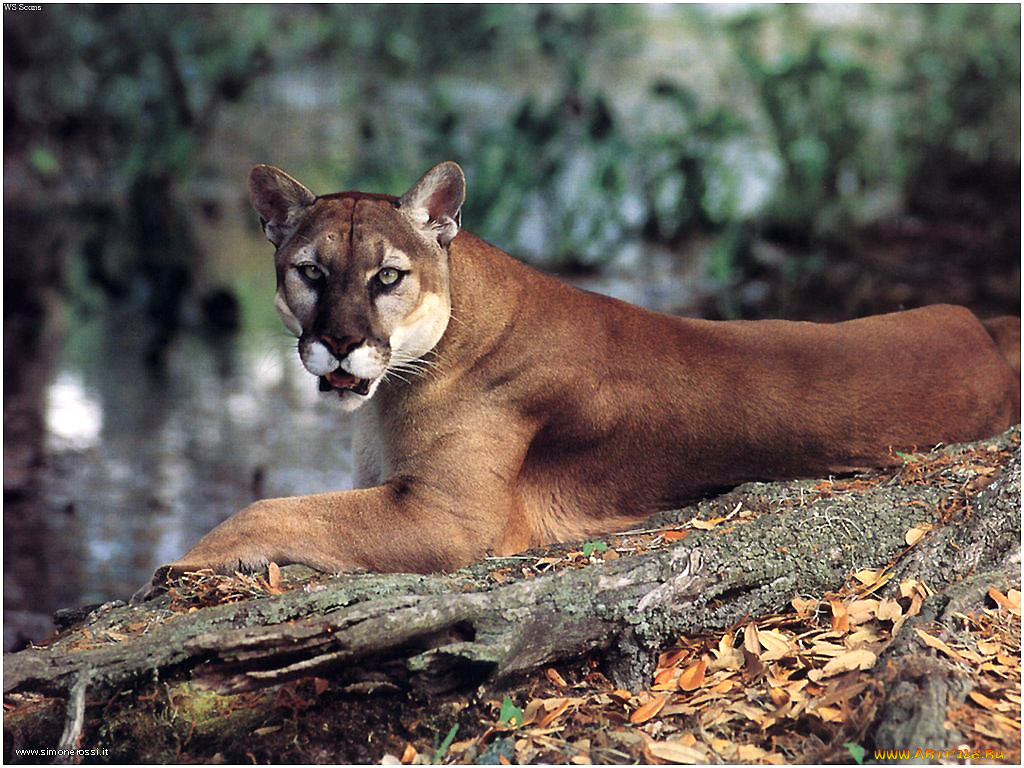 это, не, опасно, животные, пумы