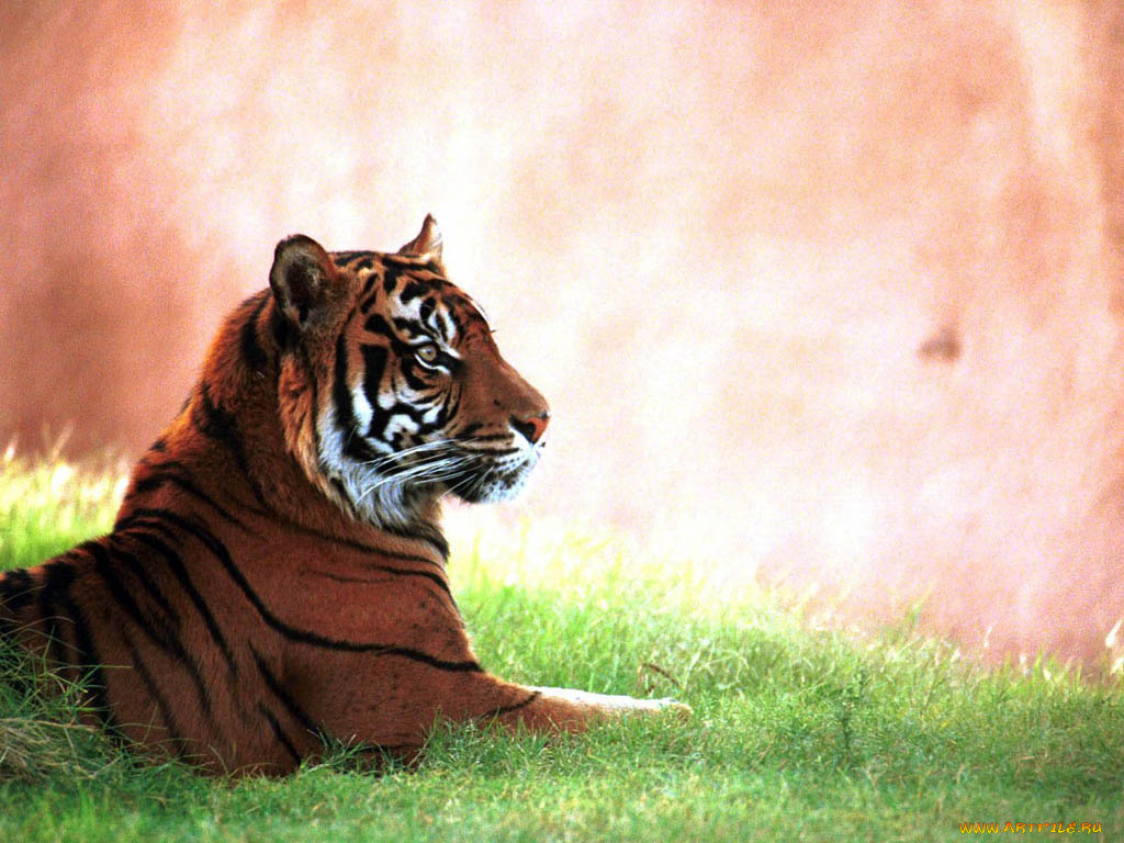 животные, тигры