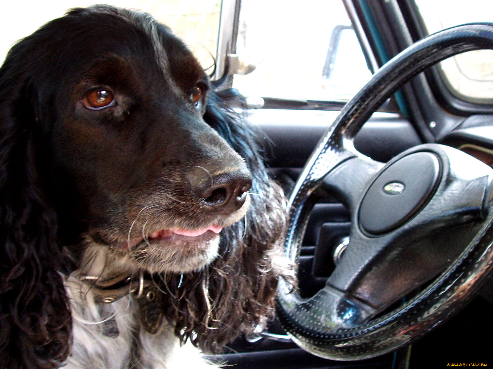 флючик, животные, собаки